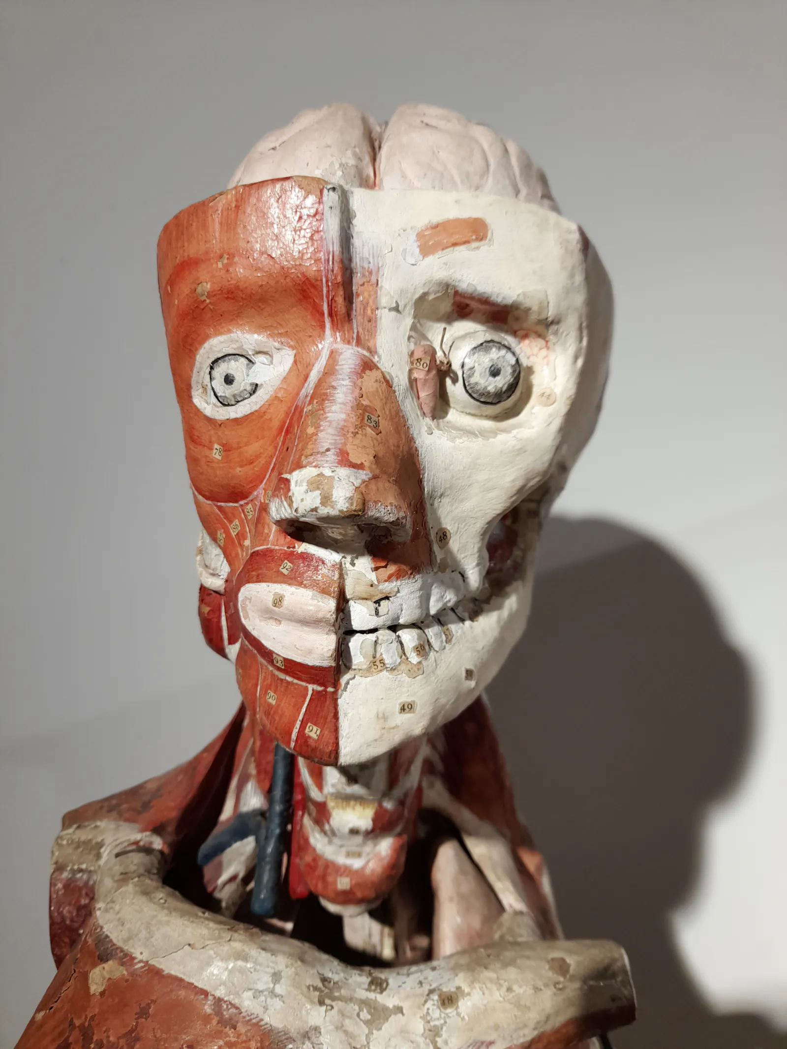 The head and torso of a historical anatomical model for school classes. Its raw appearance gives it the look of modern art: on the right it shows the muscles, on the left the bones. The cut-away head reveals the brain.