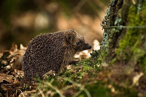 Braunbrustigel im braunen Waldlaub vor einem Baumstamm sitzend. Dieser ist mit grünem Moos bewachsen.