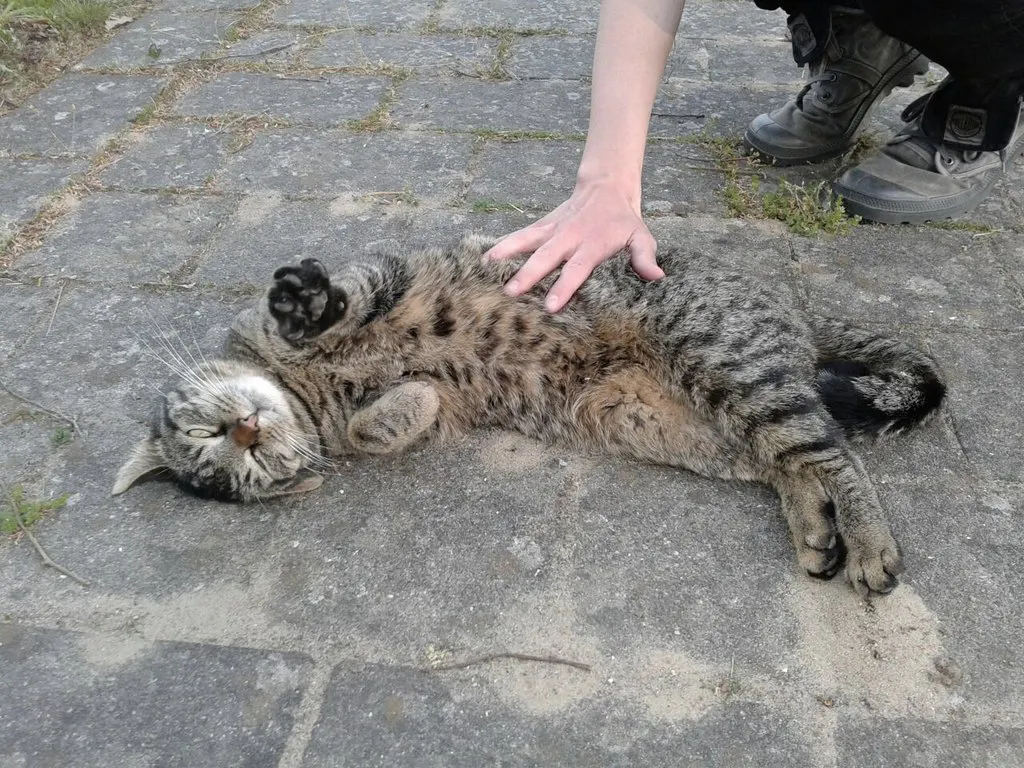 Ein getigerter Kater, braun und grau, räkelt sich auf dem Boden im Draußen. Er liegt halb auf der Seite, halb auf dem Rücken und streckt genüsslicheine Pfote vor. Eine Hand liegt auf seinem Bauch und streichelt ihn.