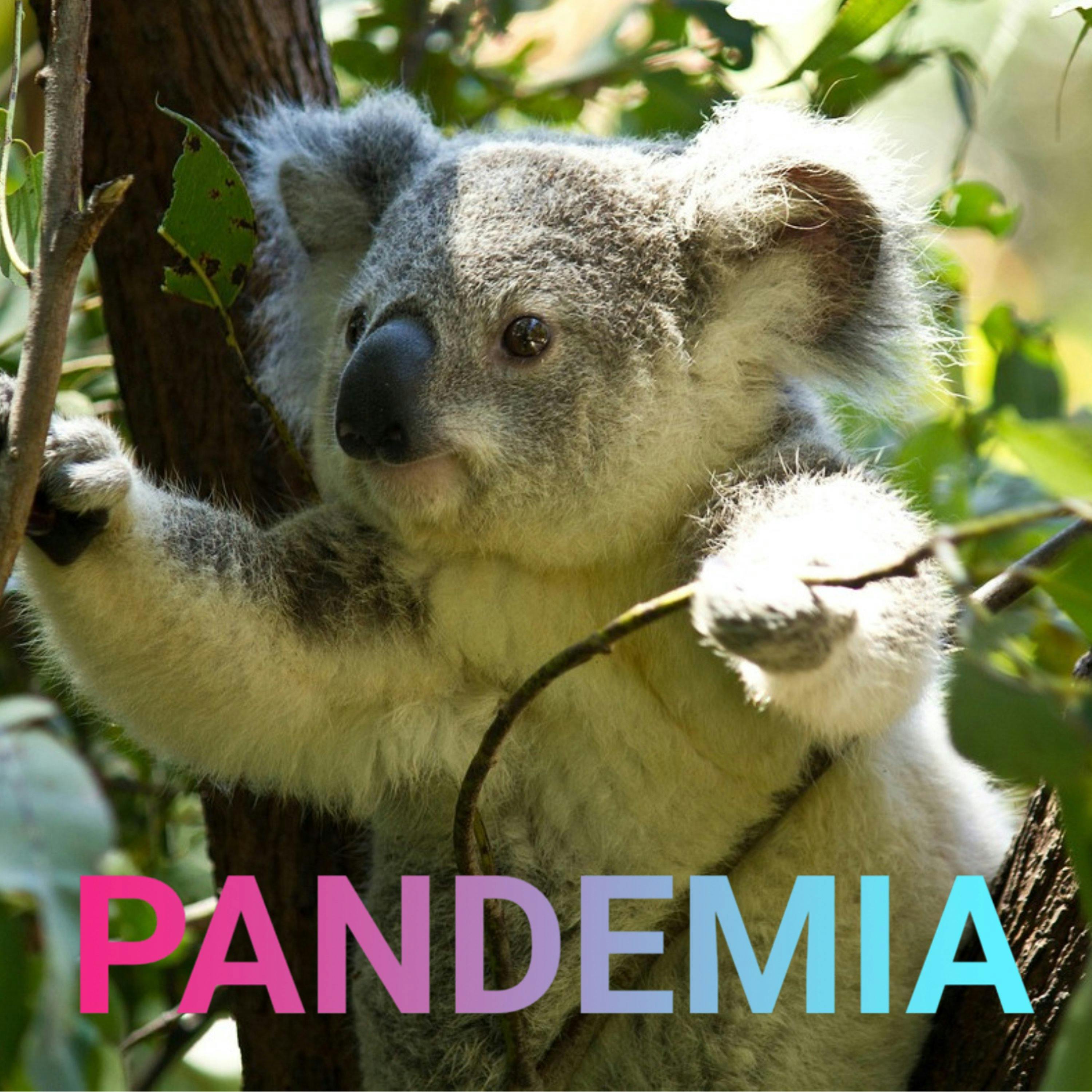 Koala in Baum
