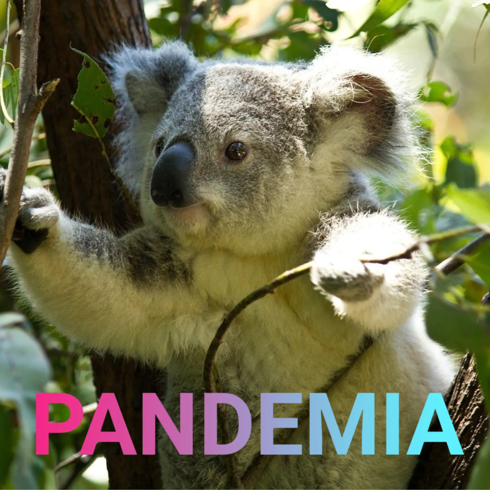 Koala in Baum