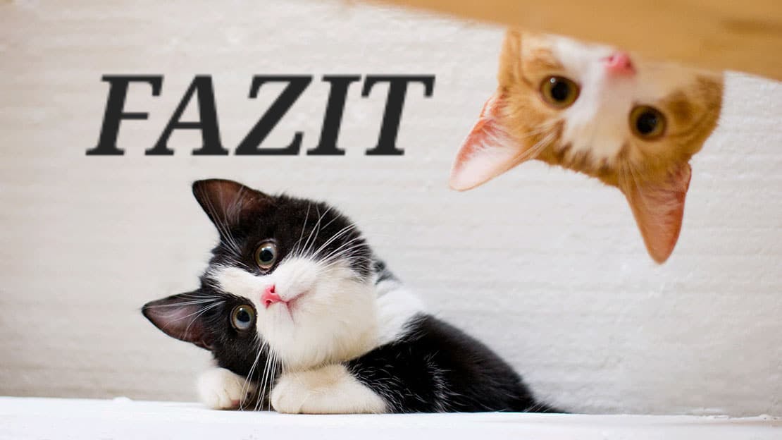 Fazit-Katzen