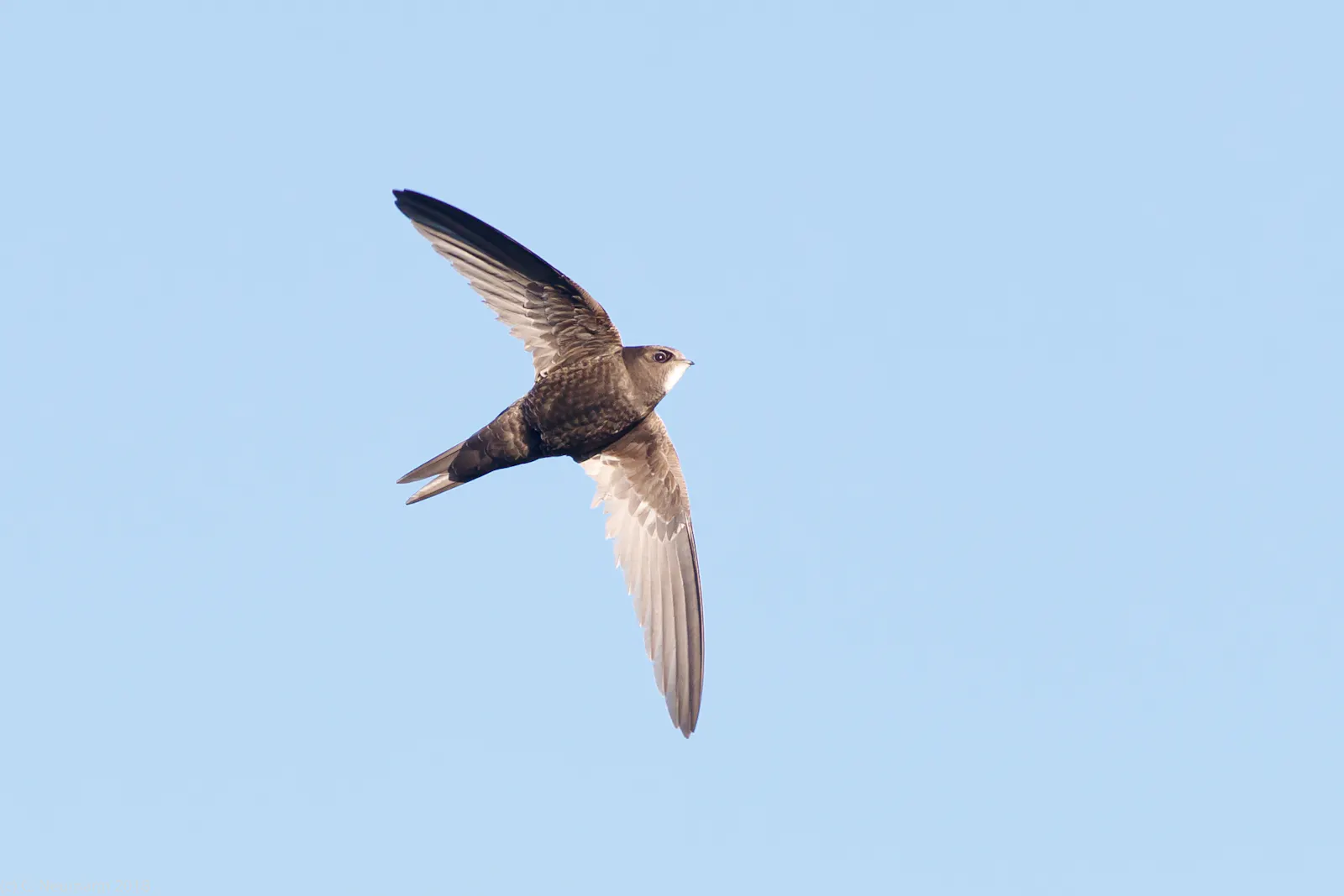 Ein grau-brauner Vogel fliegt an einem blauen Himmel.