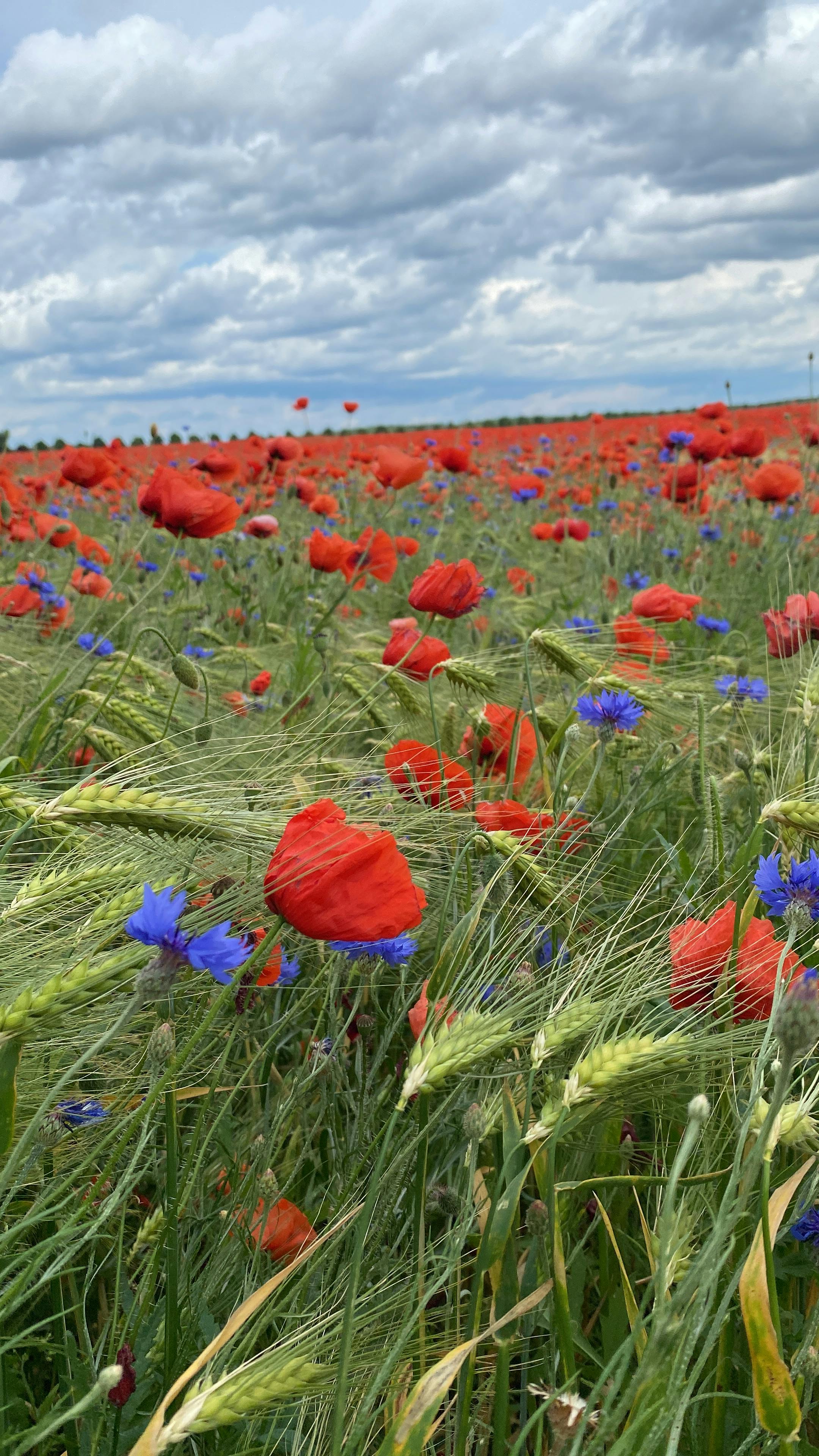 Feld in Mohnblüte