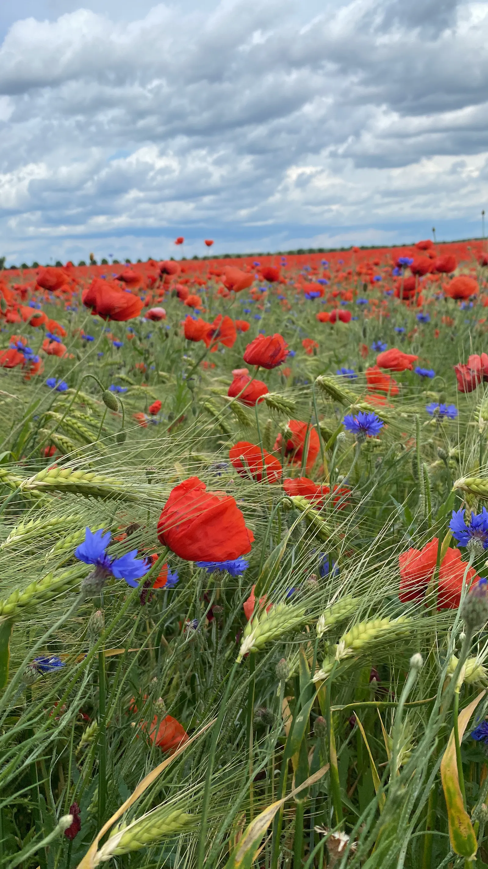 Feld in Mohnblüte