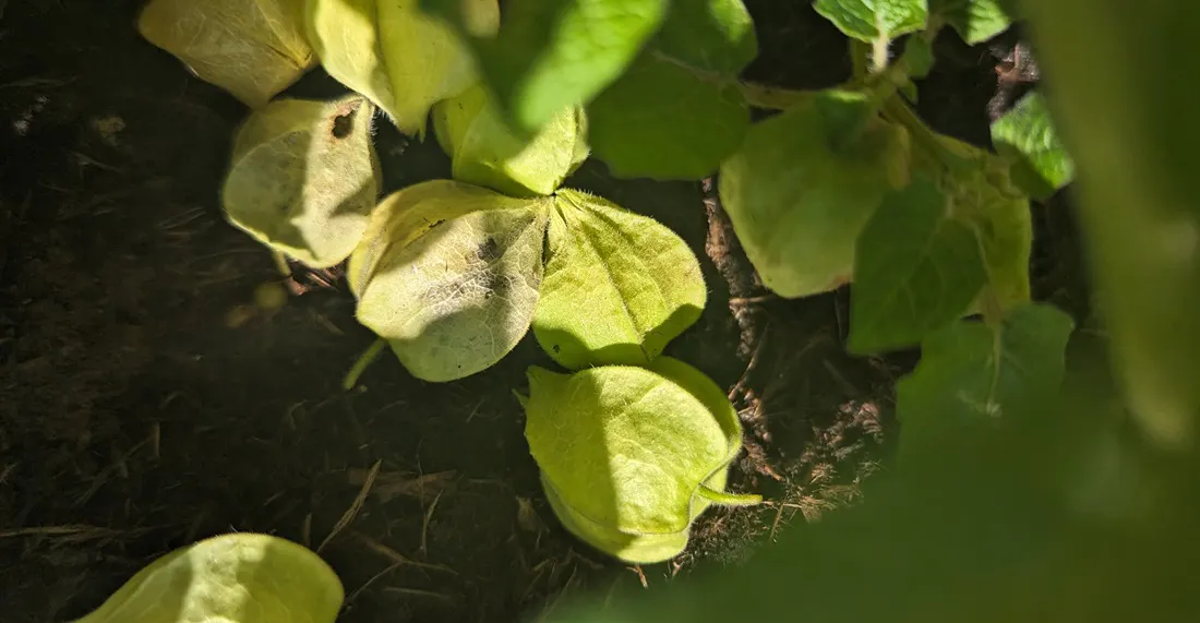 Täglich lässt die Ananasbeere in der Erntezeit perfekt verpackte Früchte fallen