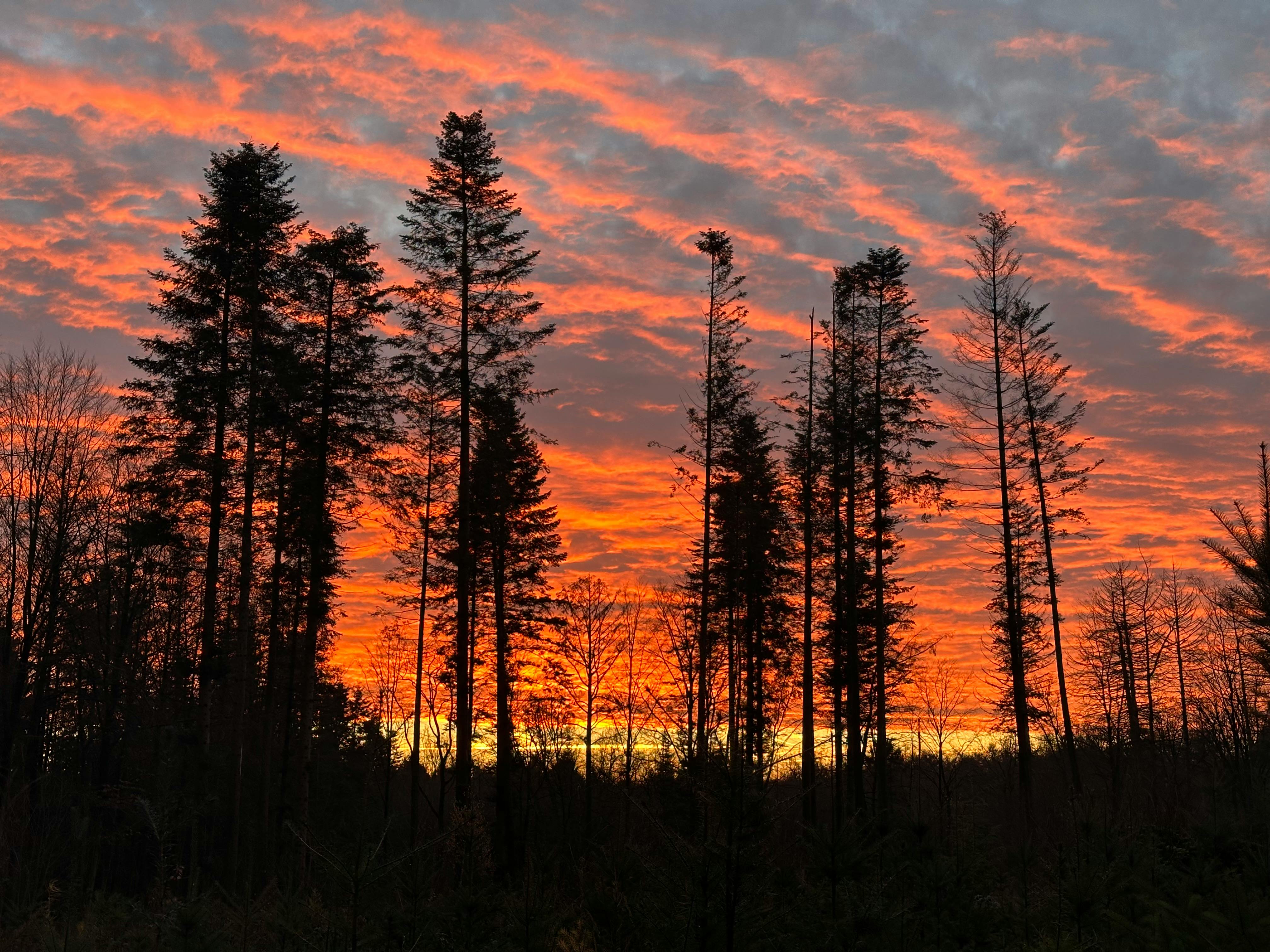 Orange-roter Morgenhimmel, davor sind eine Handvoll Nadelbäume als Silhouette zu sehen.