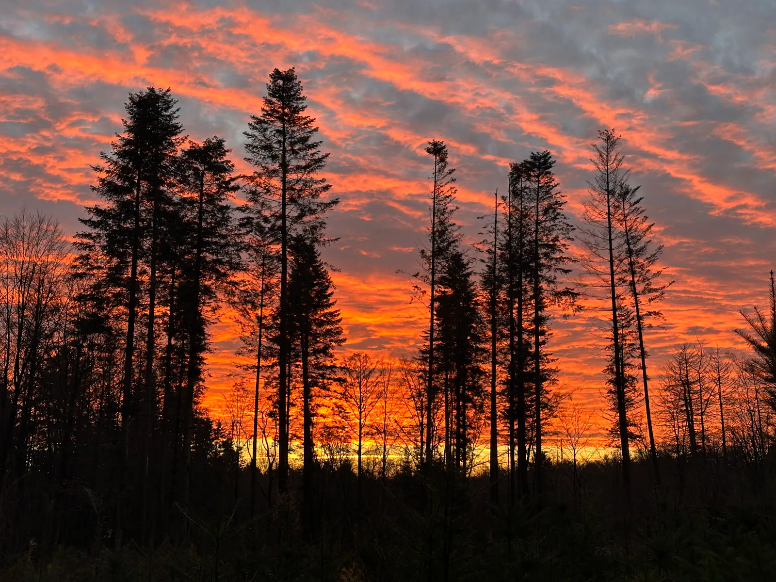 Orange-roter Morgenhimmel, davor sind eine Handvoll Nadelbäume als Silhouette zu sehen.