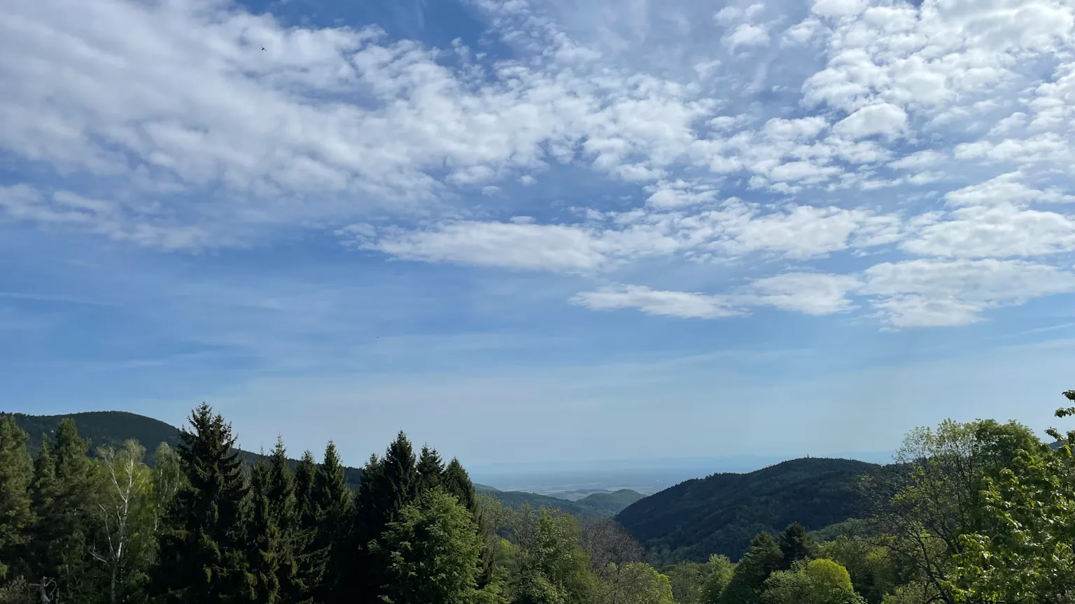 Der Umzug