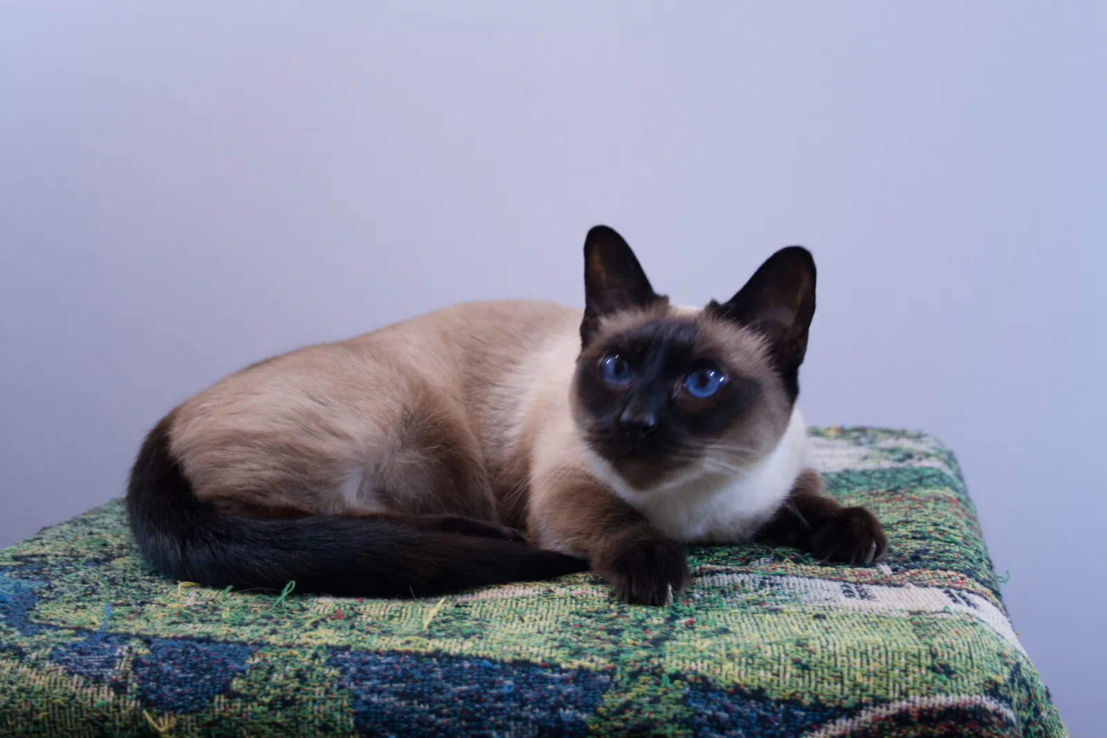 A Siamese cat with blue eyes lounges confidently on a green and blue patterned blanket.