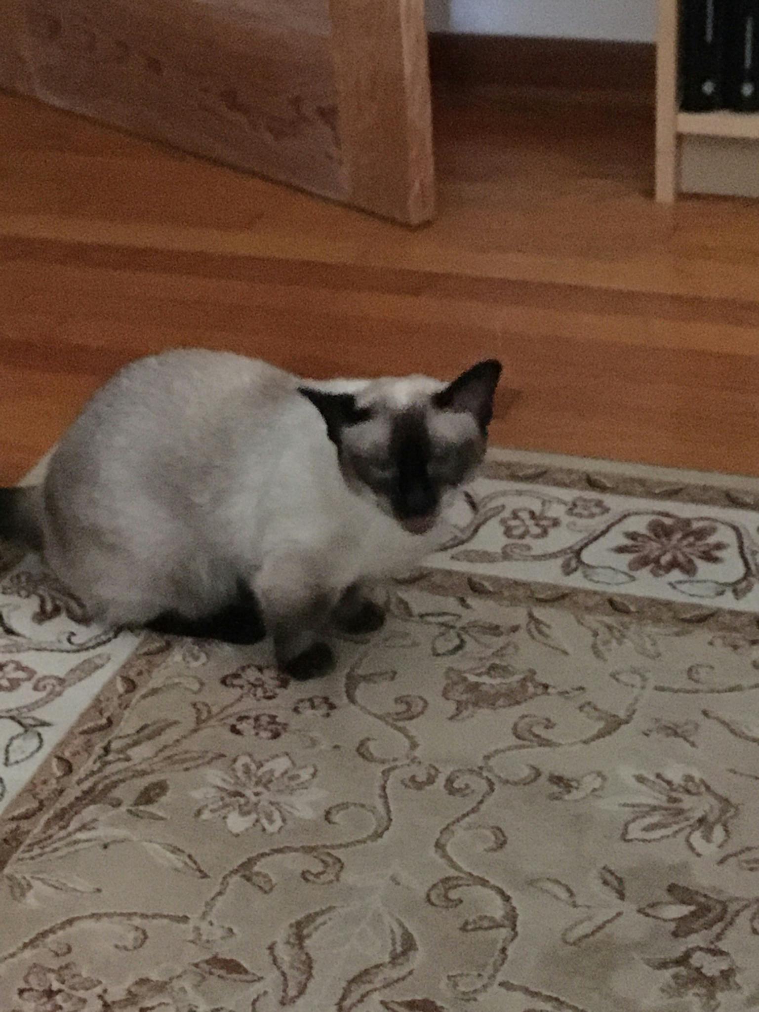 A Siamese cat sits on a patterned rug in a cozy room. Her mouth is open mid squawk.
