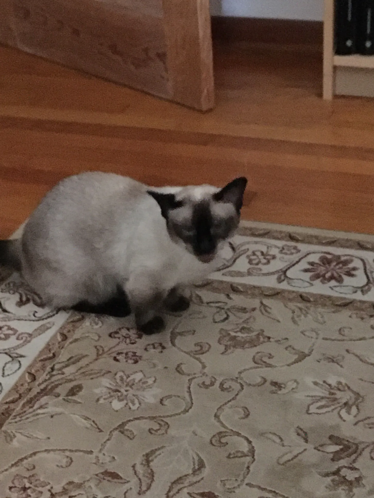 A Siamese cat sits on a patterned rug in a cozy room. Her mouth is open mid squawk.