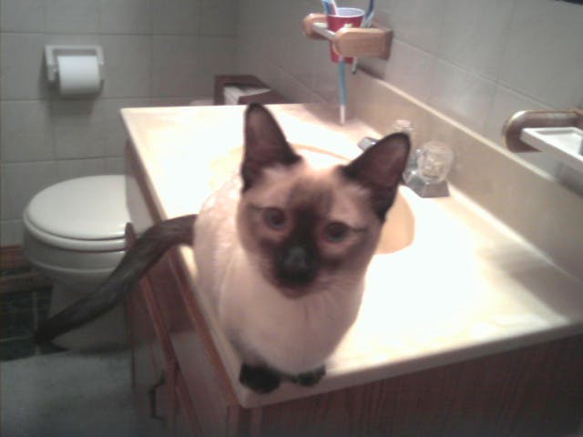 A Siamese cat sits on the edge of a bathroom sink and stares into the camera. The background is filled with toothbrushes and a toilet.
