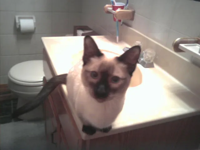 A Siamese cat sits on the edge of a bathroom sink and stares into the camera. The background is filled with toothbrushes and a toilet.