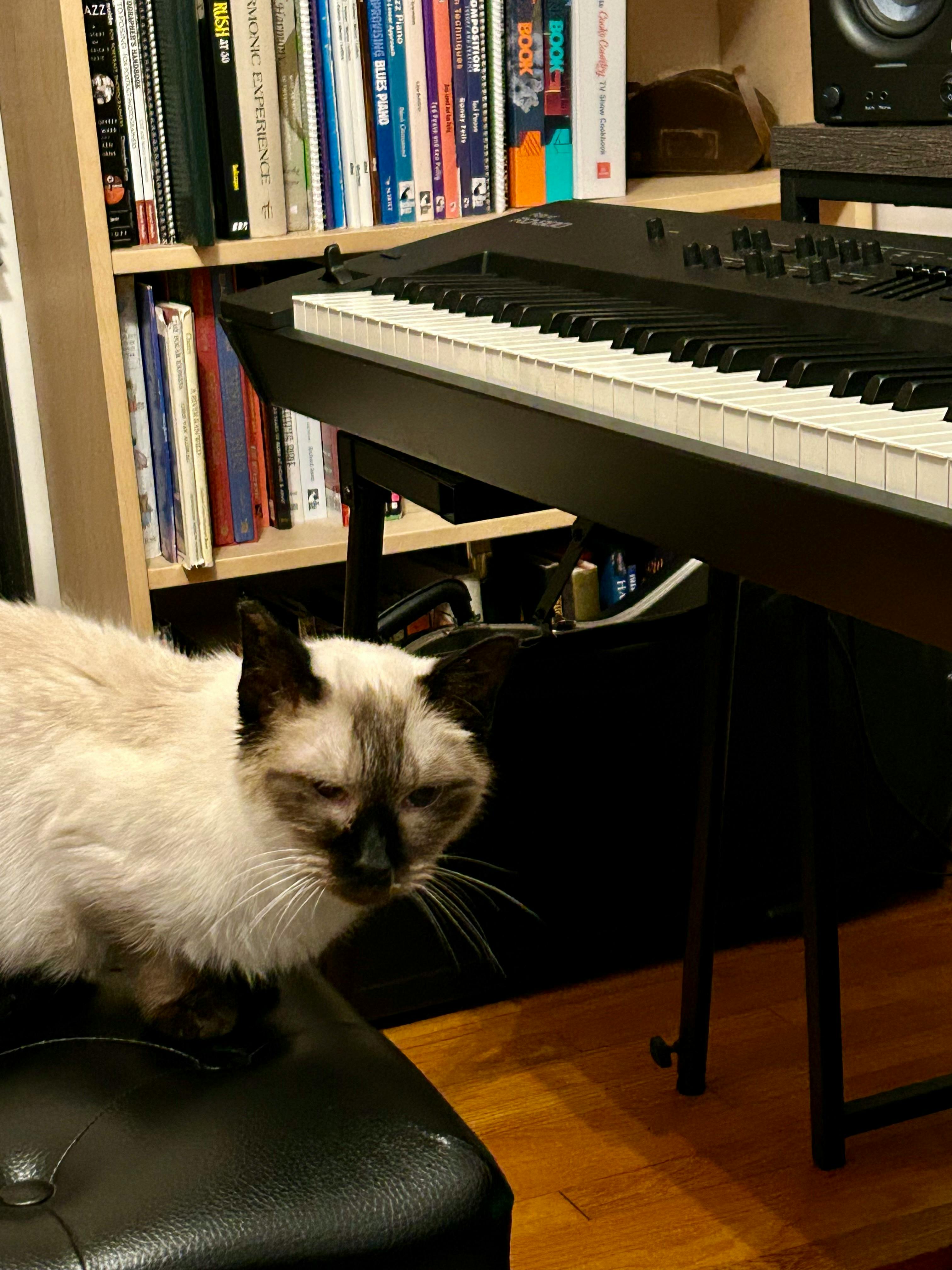 A munchkin seal point Siamese cat sits on a black piano bench with the piano keyboard before her as though she is about to perform. A bookshelf filled with sheet music, instructional books, and a bit of clutter is in the background. A black case holding a bass guitar sits on the floor between the piano and the bookshelves.