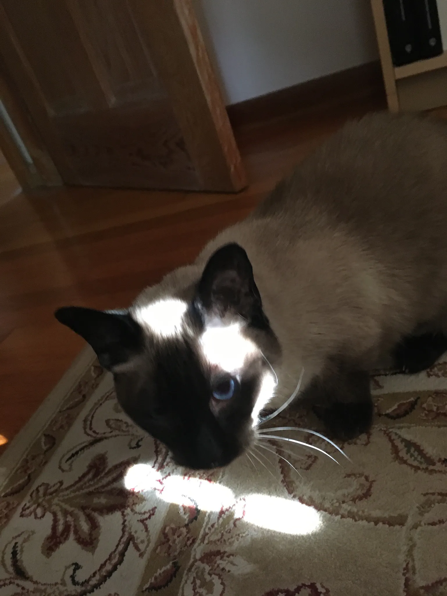 A Siamese cat lies in sunlight on a beige and red carpet, her face glowing in the afternoon light and looking a tad annoyed that I was taking her picture.