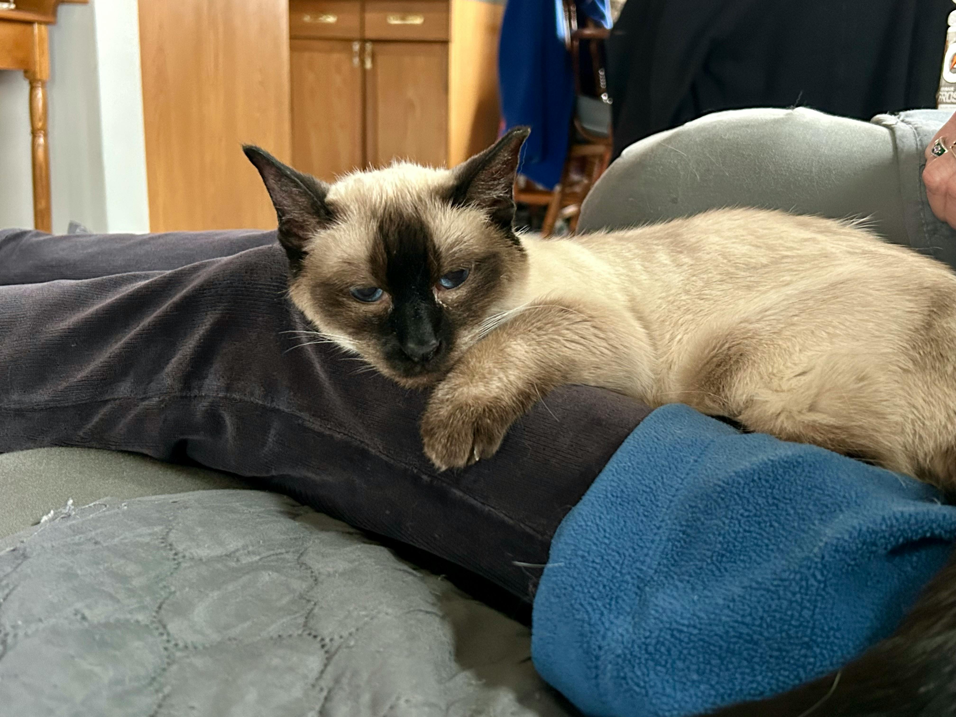 A Siamese cat lies on my mom's lap (black pants and blue sweatshirt beneath her). Kitchen cabinets are in the background.