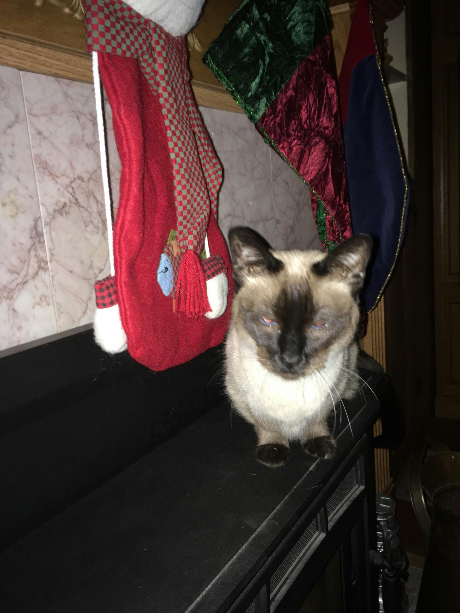 A Siamese cat sits atop an unlit pellet stove and beneath a cat stocking, waiting for Christmas.