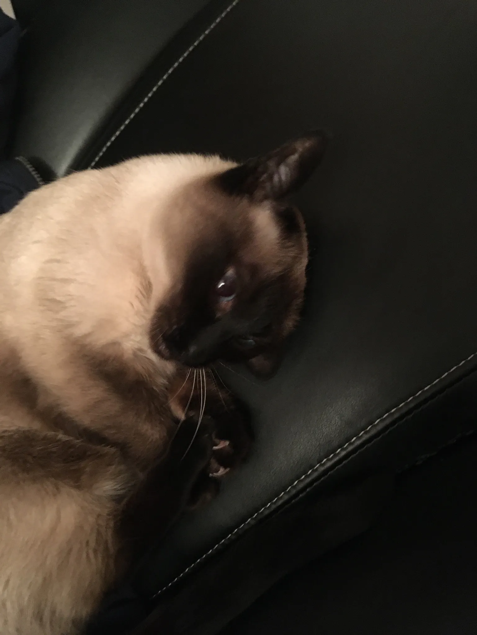 A Siamese cat curls up on a black computer chair with her face and ears nearly blending in with the chair's surface.