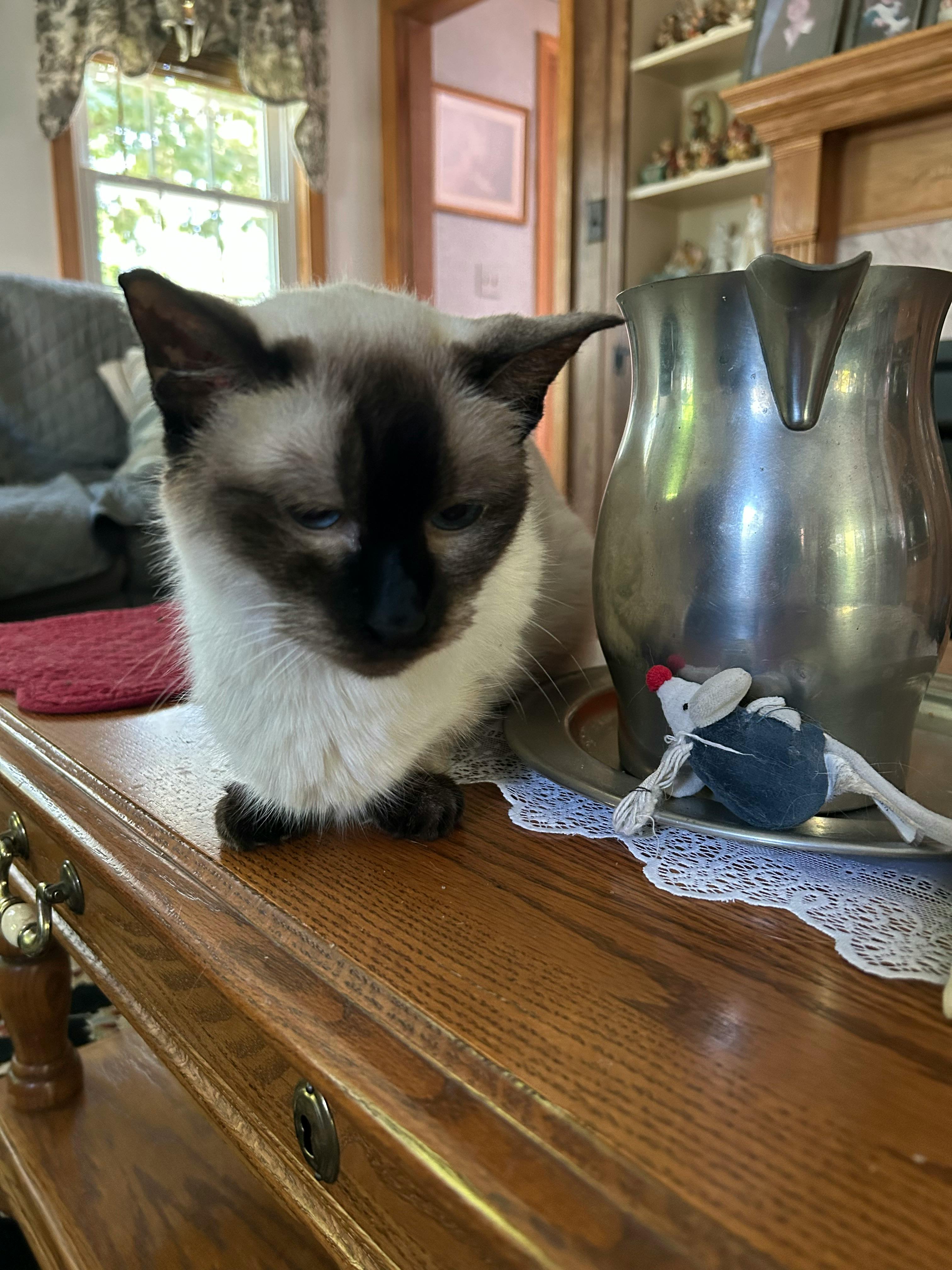 A Siamese cat sits on a brown coffee table with a red placemat behind her. To her right is a pewter pitcher filled with cat toys. Her favourite blue and white mouse with a red nose is beside her.