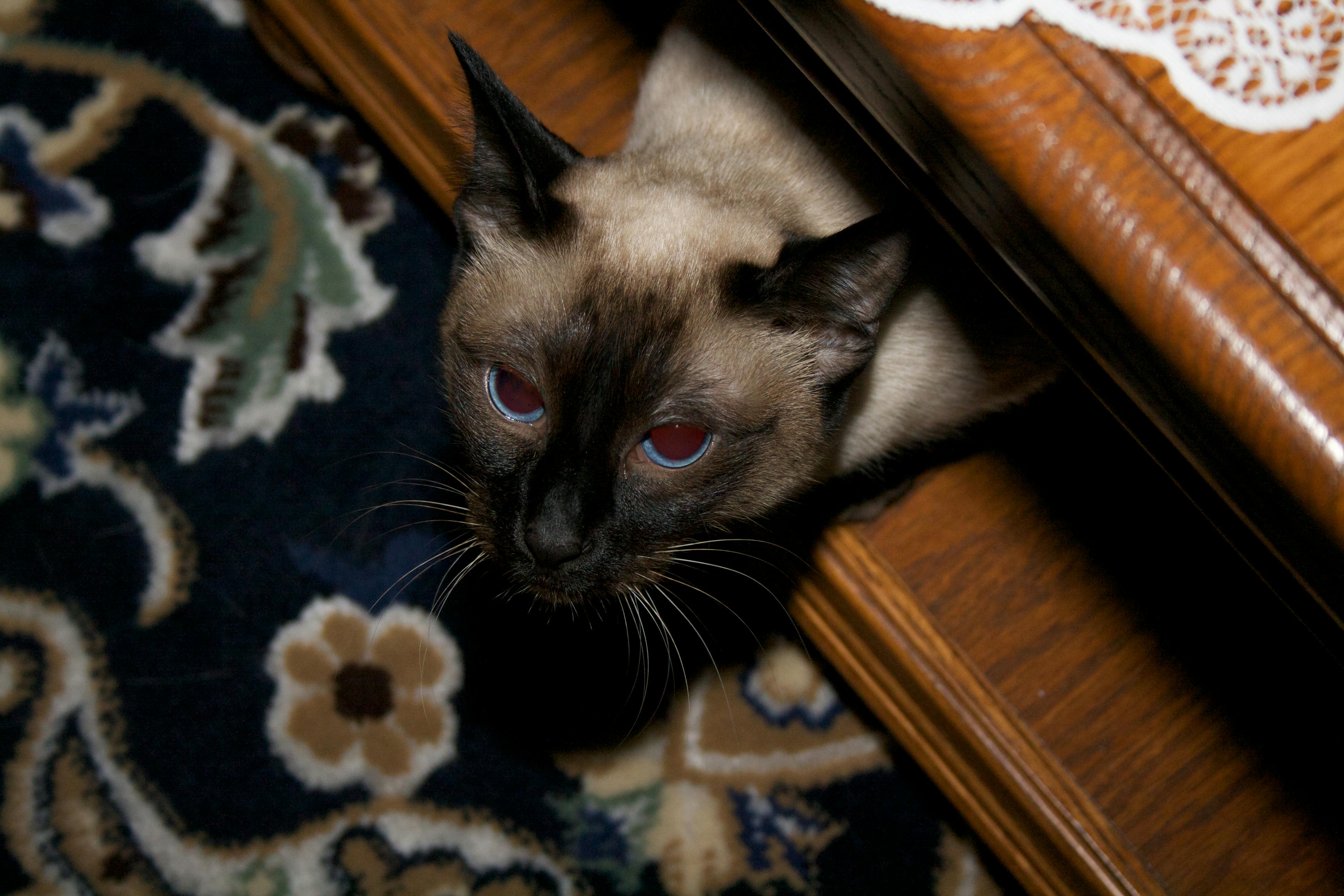 A Siamese cat peeks out from under a wooden coffee table. A black rug with beige patterns is behind her.
