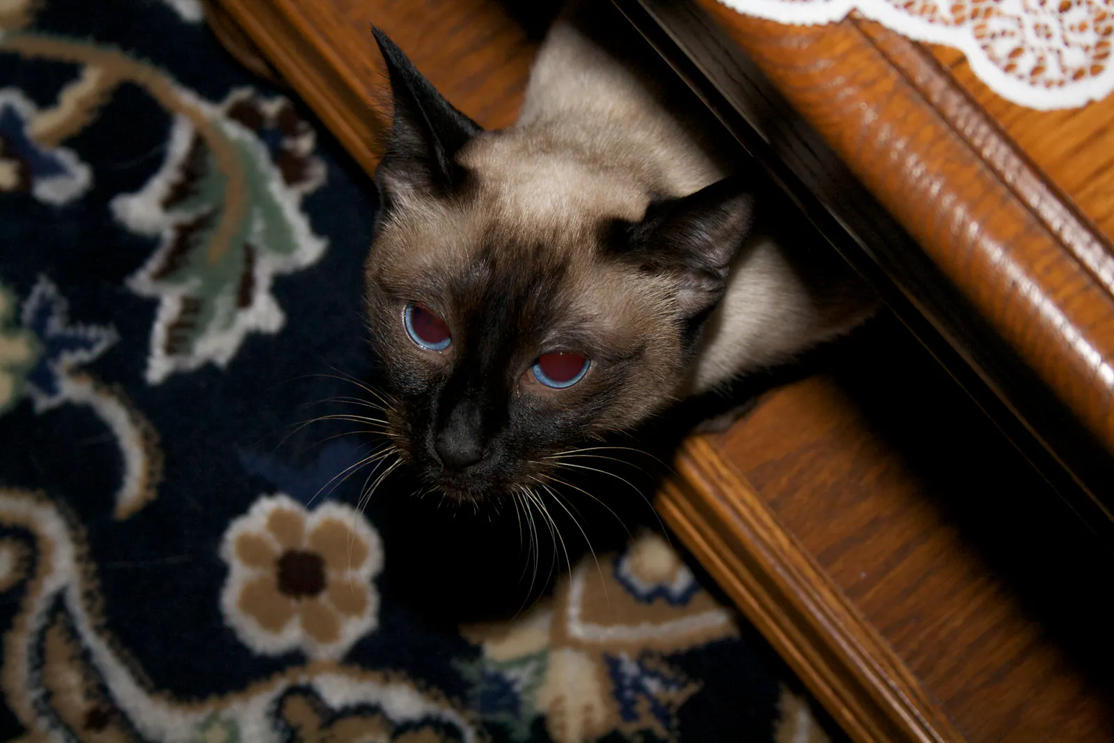 A Siamese cat peeks out from under a wooden coffee table. A black rug with beige patterns is behind her.