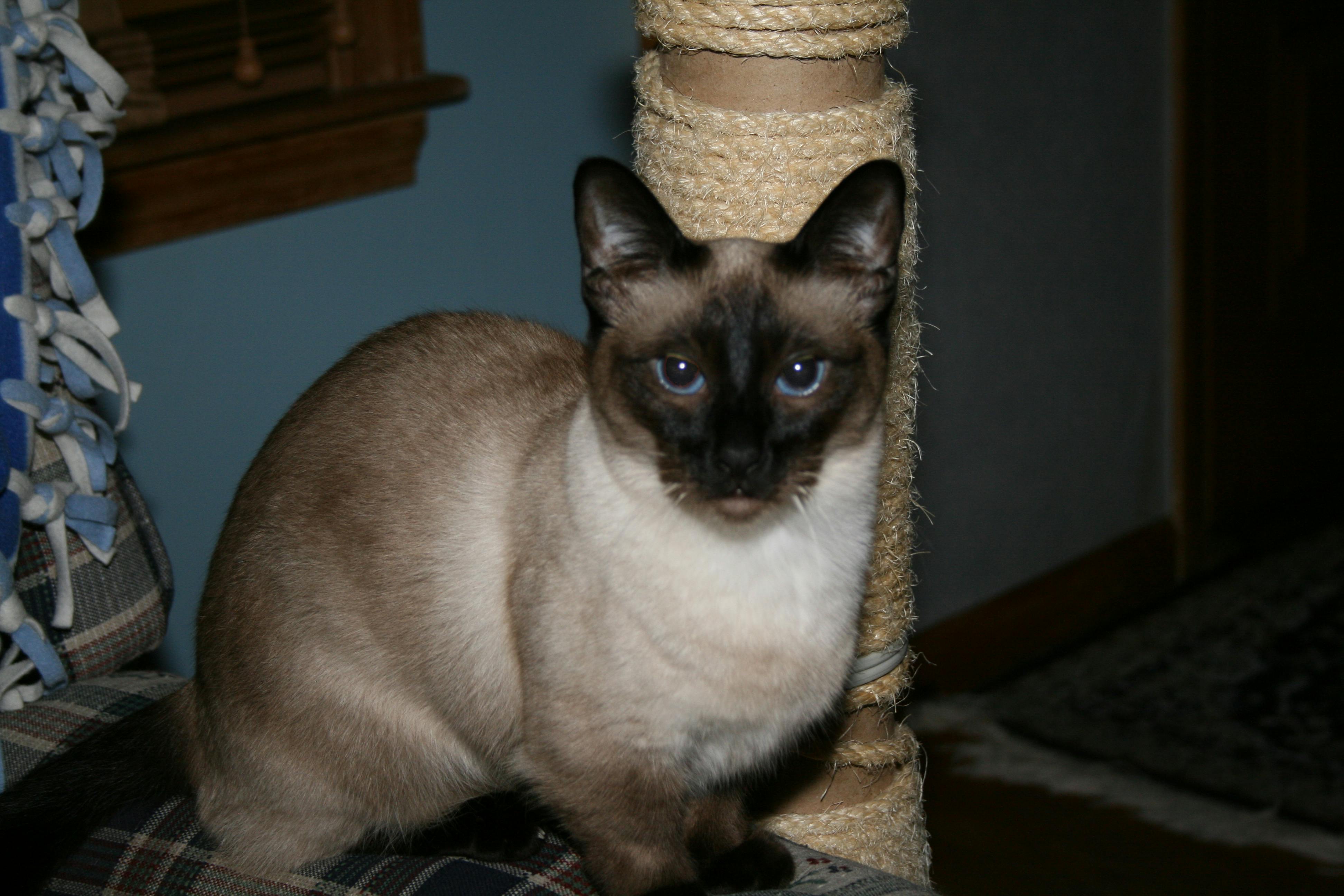 A Siamese cat with blue eyes sits upright next to a scratching post.