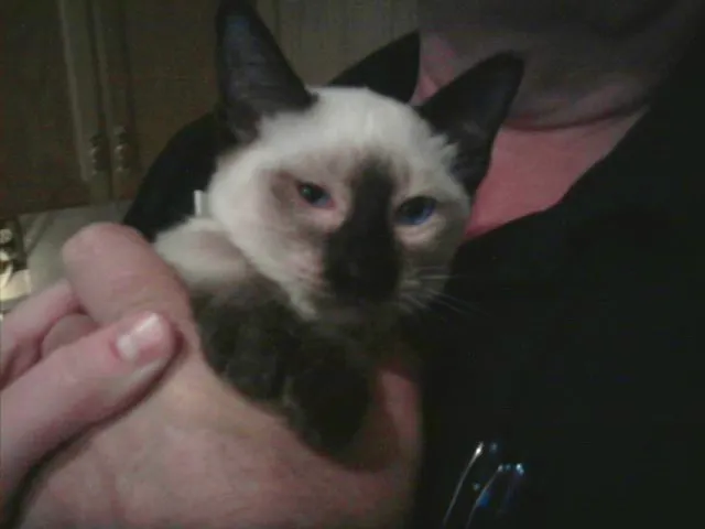 A tiny, five month old Siamese munchkin cat in my father's arms while he wears a pink undershirt, black shirt and has two pens in his pocket.