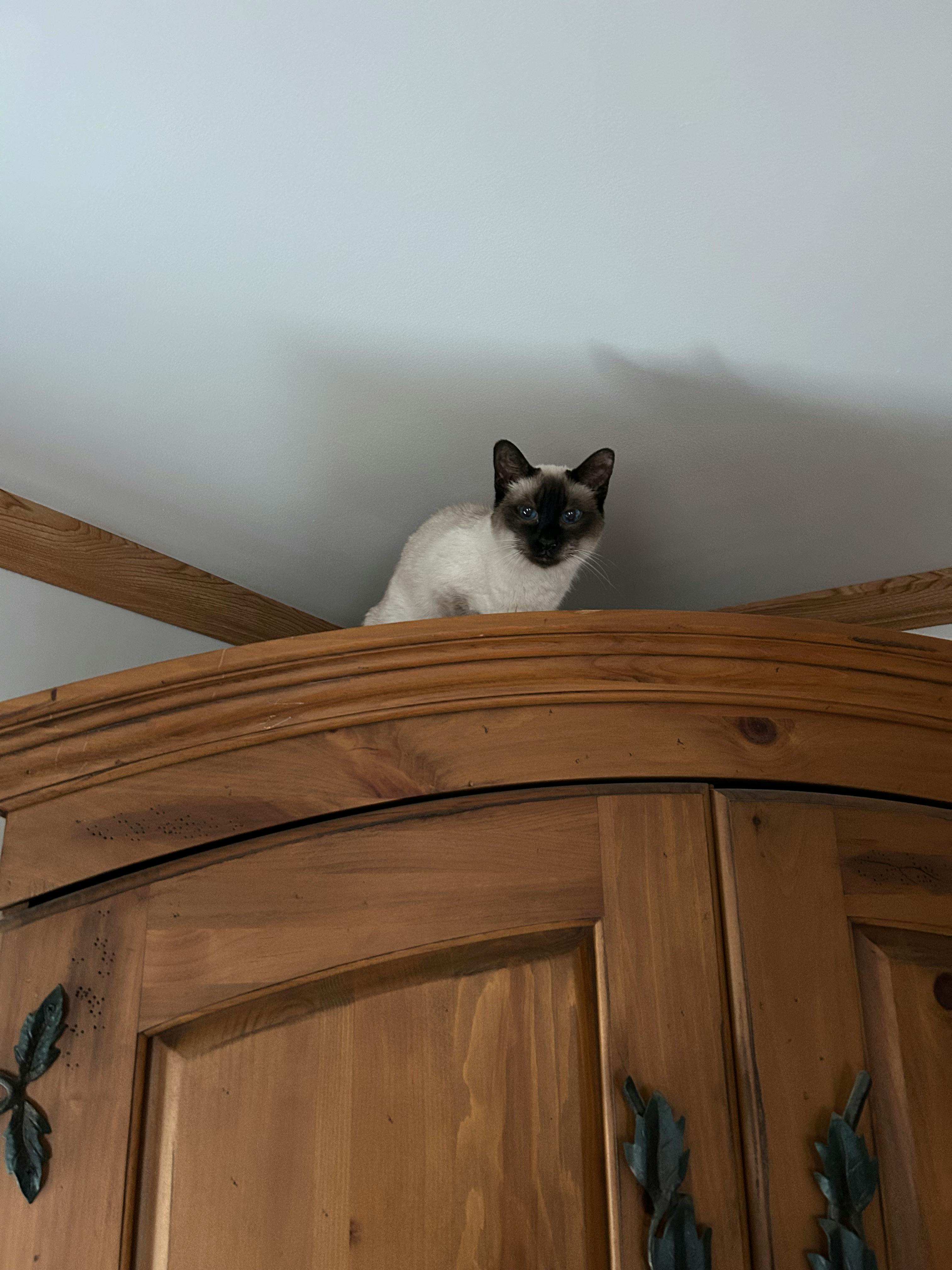 A Siamese cat perches atop a large wooden cabinet, peering down at the viewer.