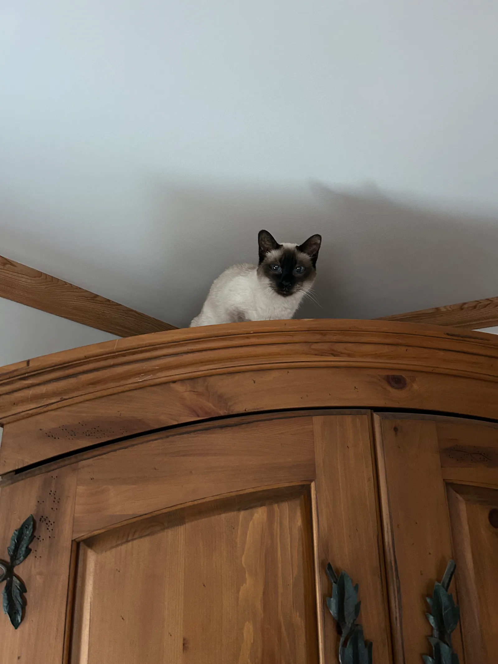 A Siamese cat perches atop a large wooden cabinet, peering down at the viewer.