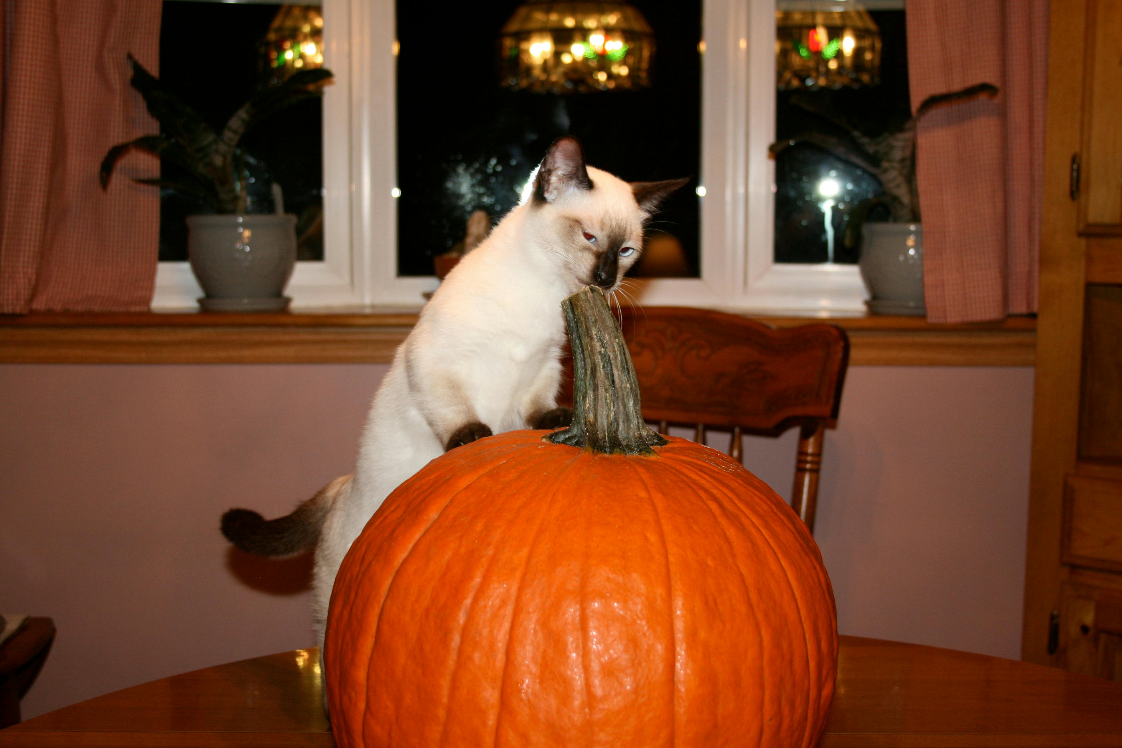 A Siamese cat is perched on a large orange pumpkin on a dining table. In the background, there are potted plants and windows. The camera flash is reflected in the windows.