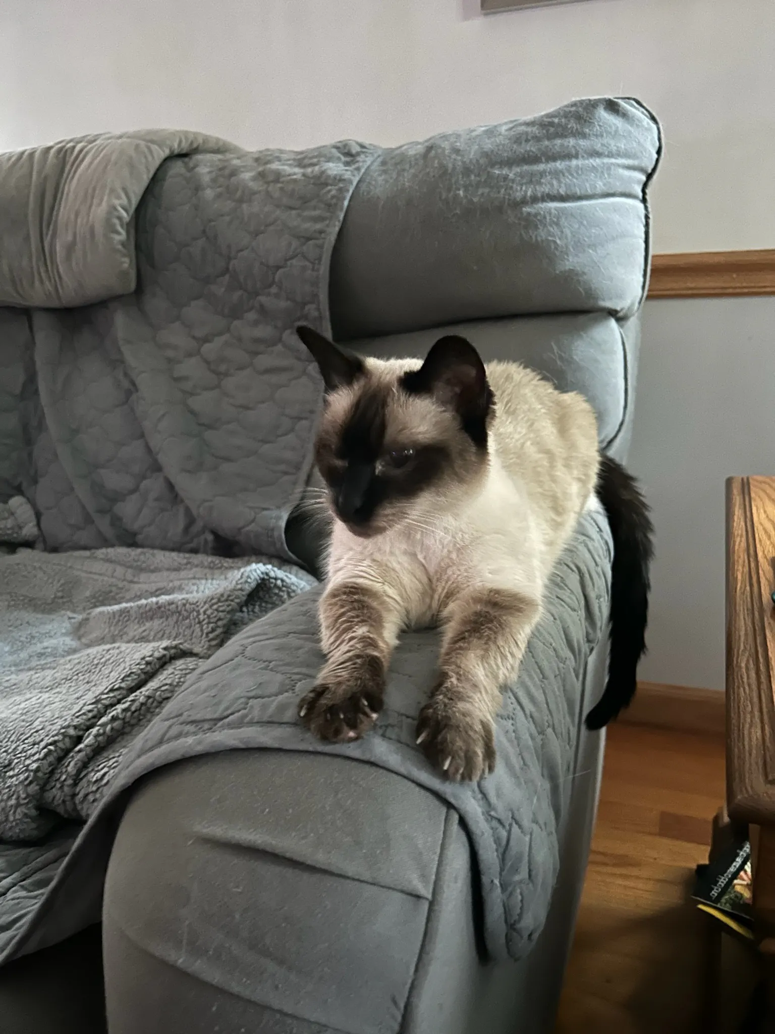 A Siamese cat stretches out on a grey couch's armrest, her claws visible as she kneads the sofa.