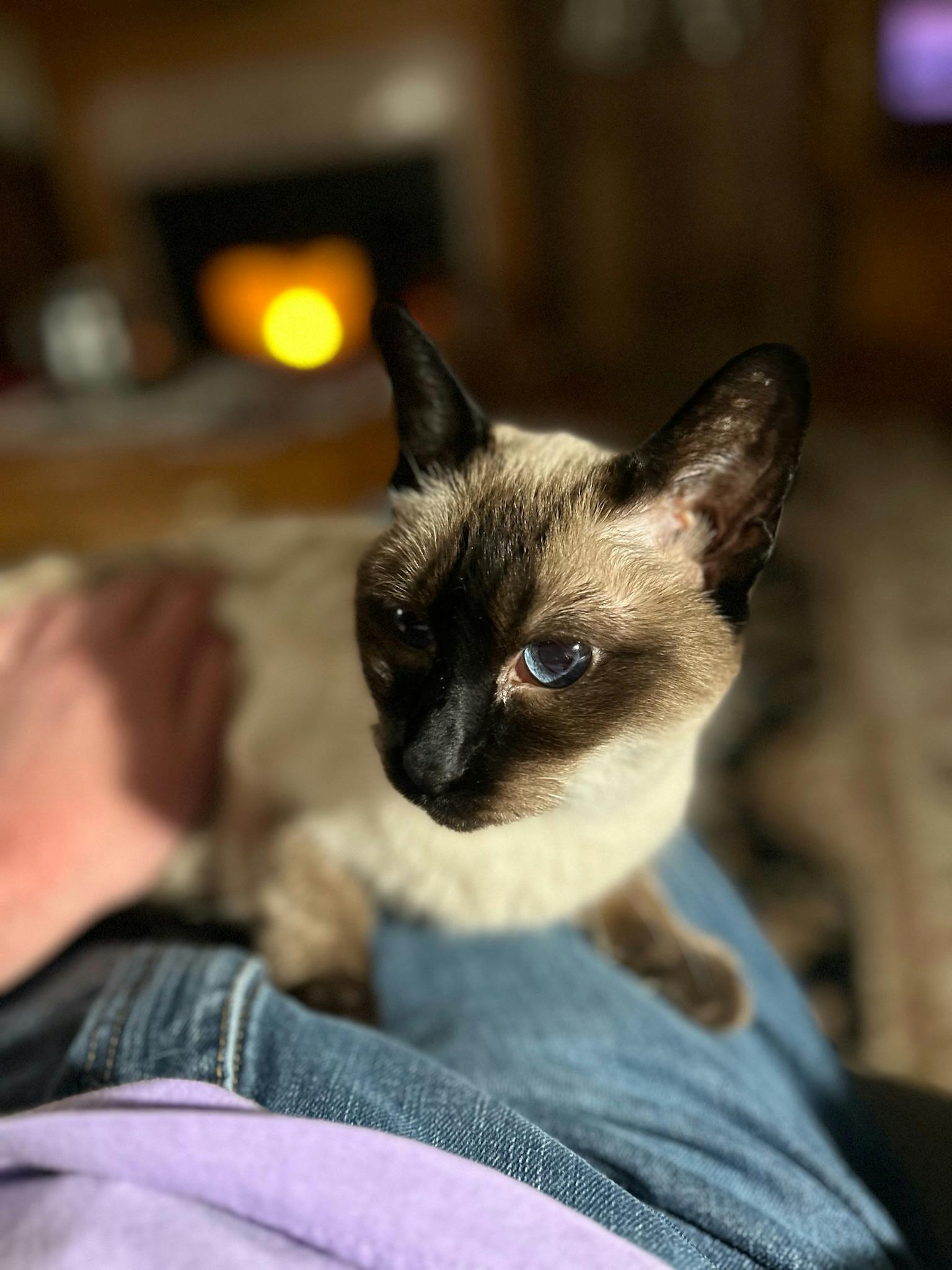 A Siamese cat sits on my lap with my hand against her side. A fireplace burns in the background. My jeans and lavender shirt are visible in the bottom of the frame.