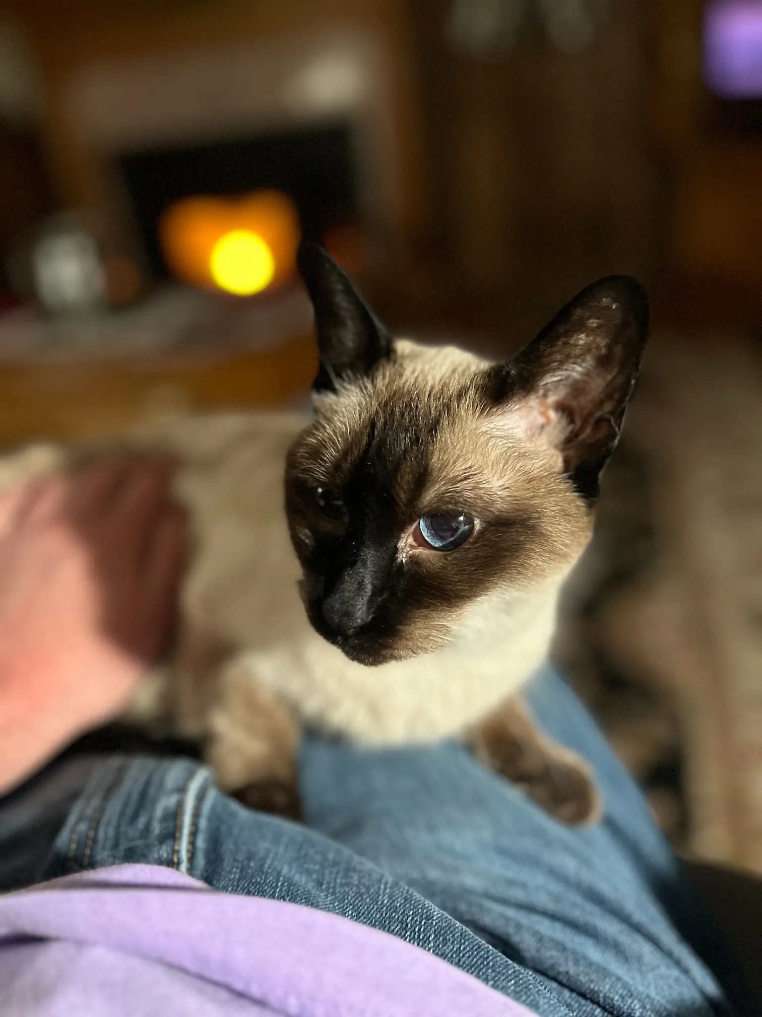 A Siamese cat sits on my lap with my hand against her side. A fireplace burns in the background. My jeans and lavender shirt are visible in the bottom of the frame.