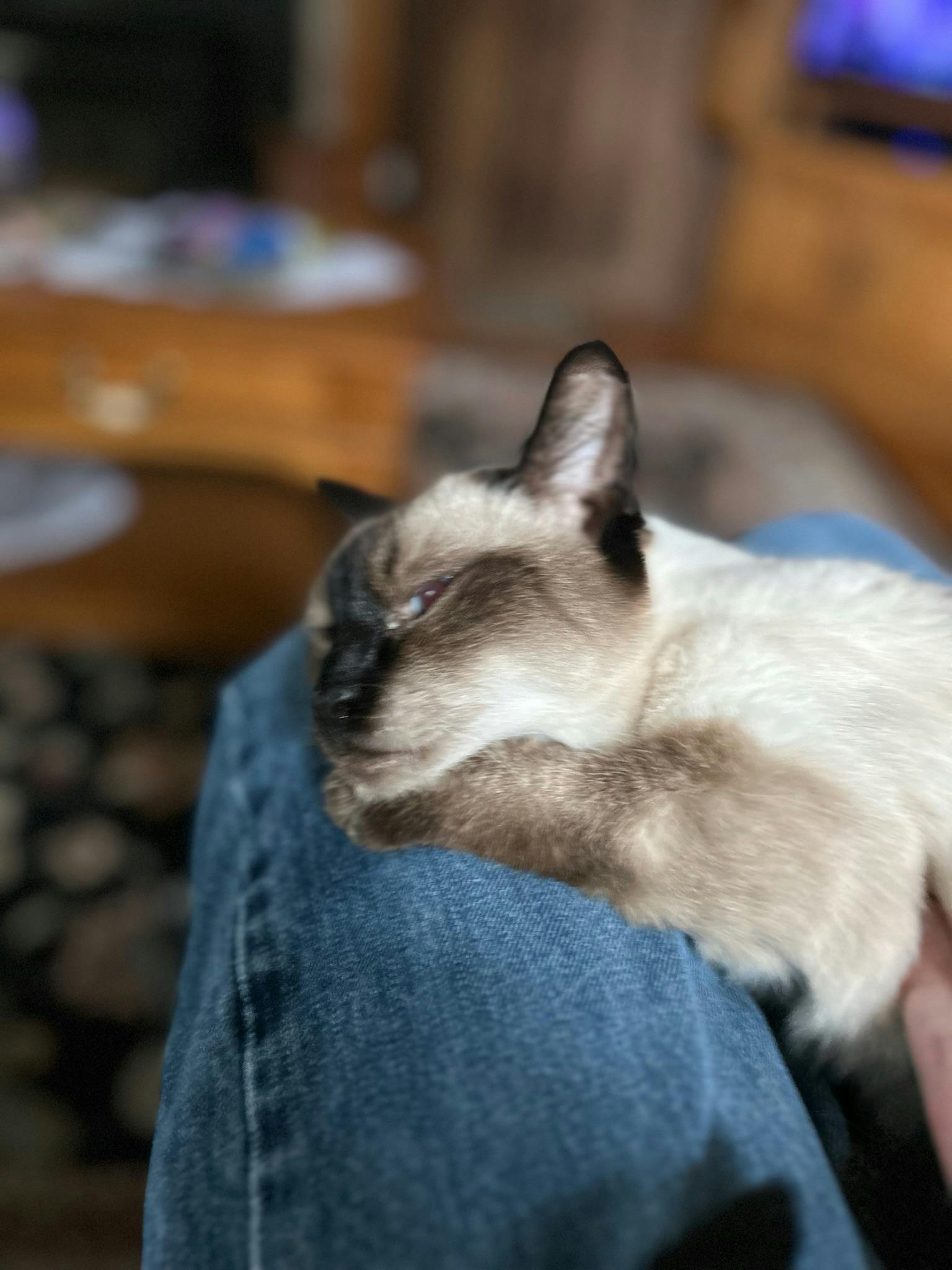A Siamese cat lies on my left knee with her eyes barely open as she dozes off in my lap.
