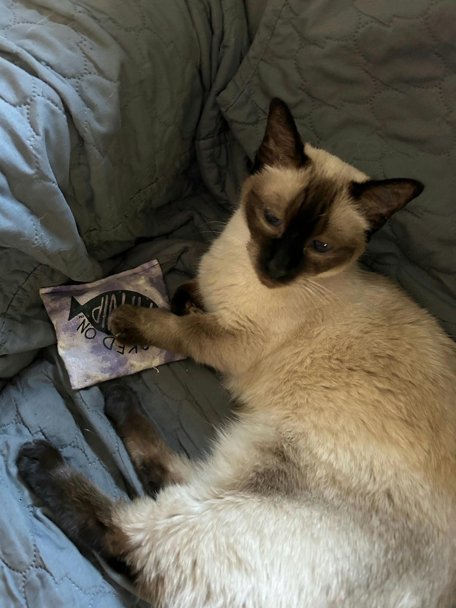 A Siamese cat lies on a grey couch cover with a purple and white catnip bag adorned with a fish cartoon in her paws.