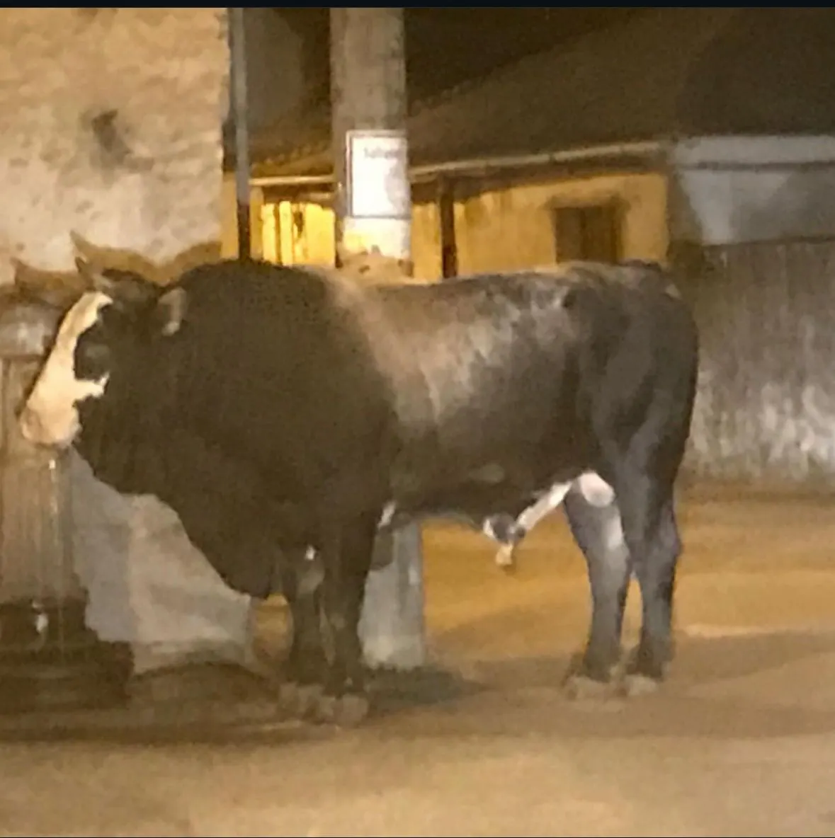 Angolo di Scroforio con Toro allo stato brado e fontana.