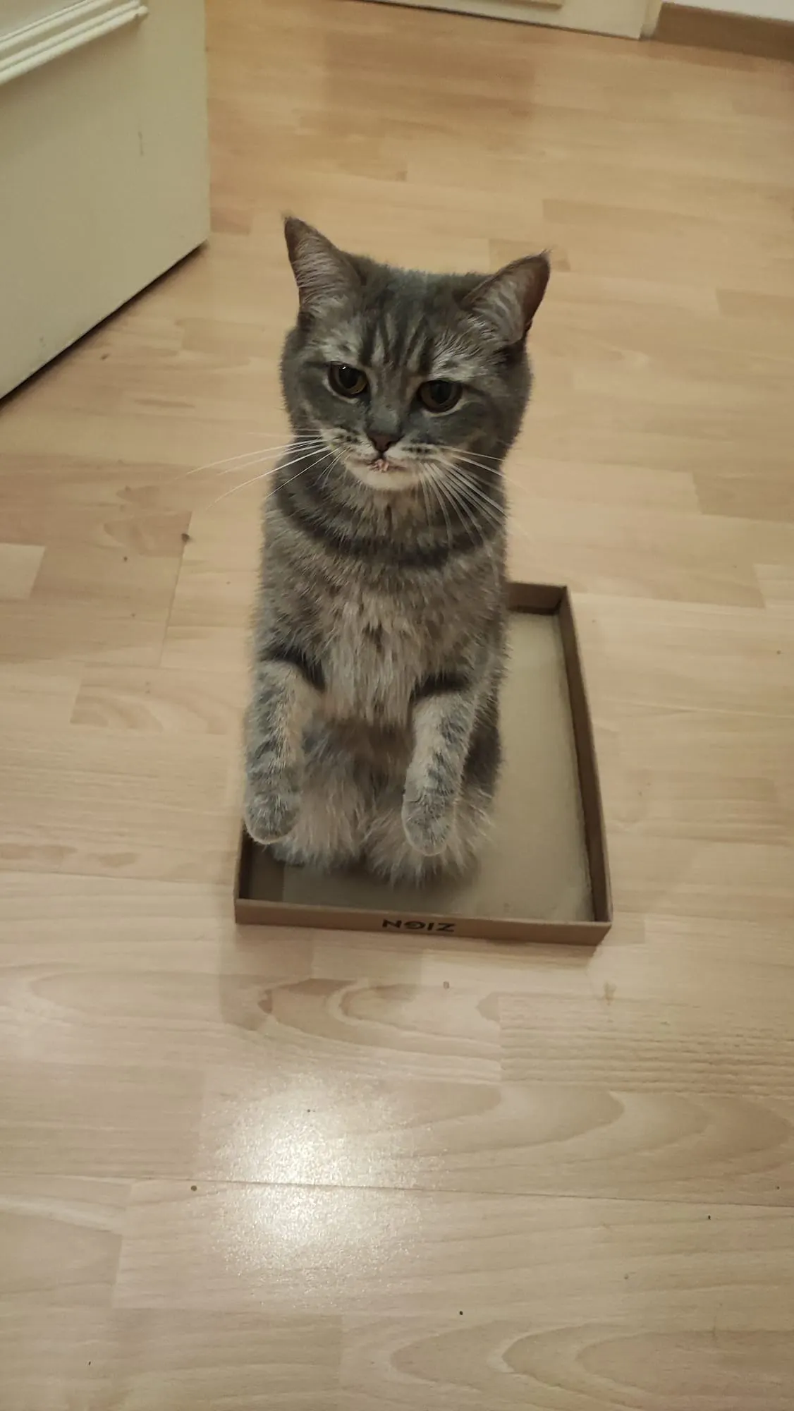 Katzen Pixel steht auf den Hinterpfoten in einem Schuhkartondeckel