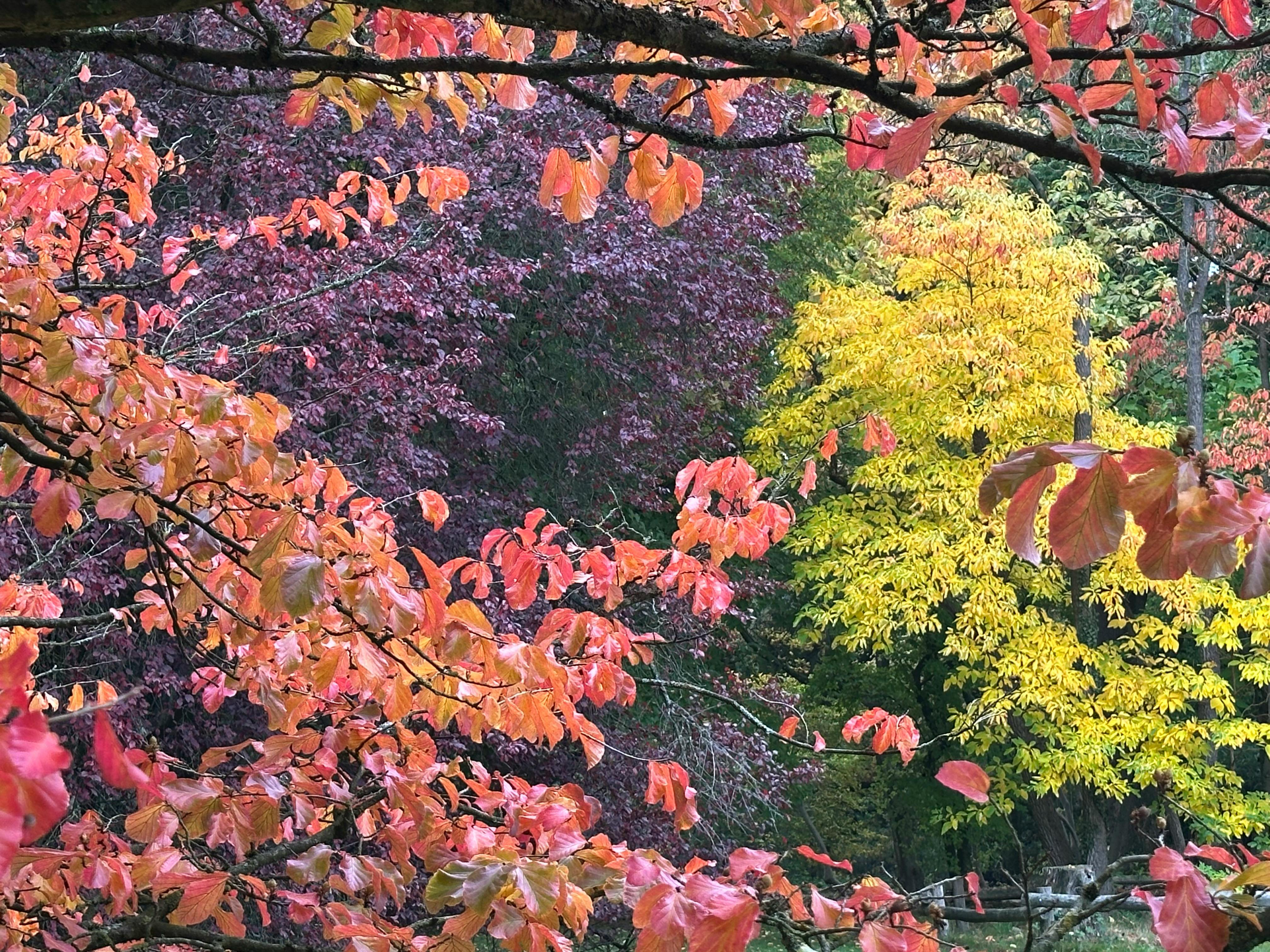 Herbstlich gefärbte Bäume: Einer in rot-orange, einer gelb, einer dunkelrot.