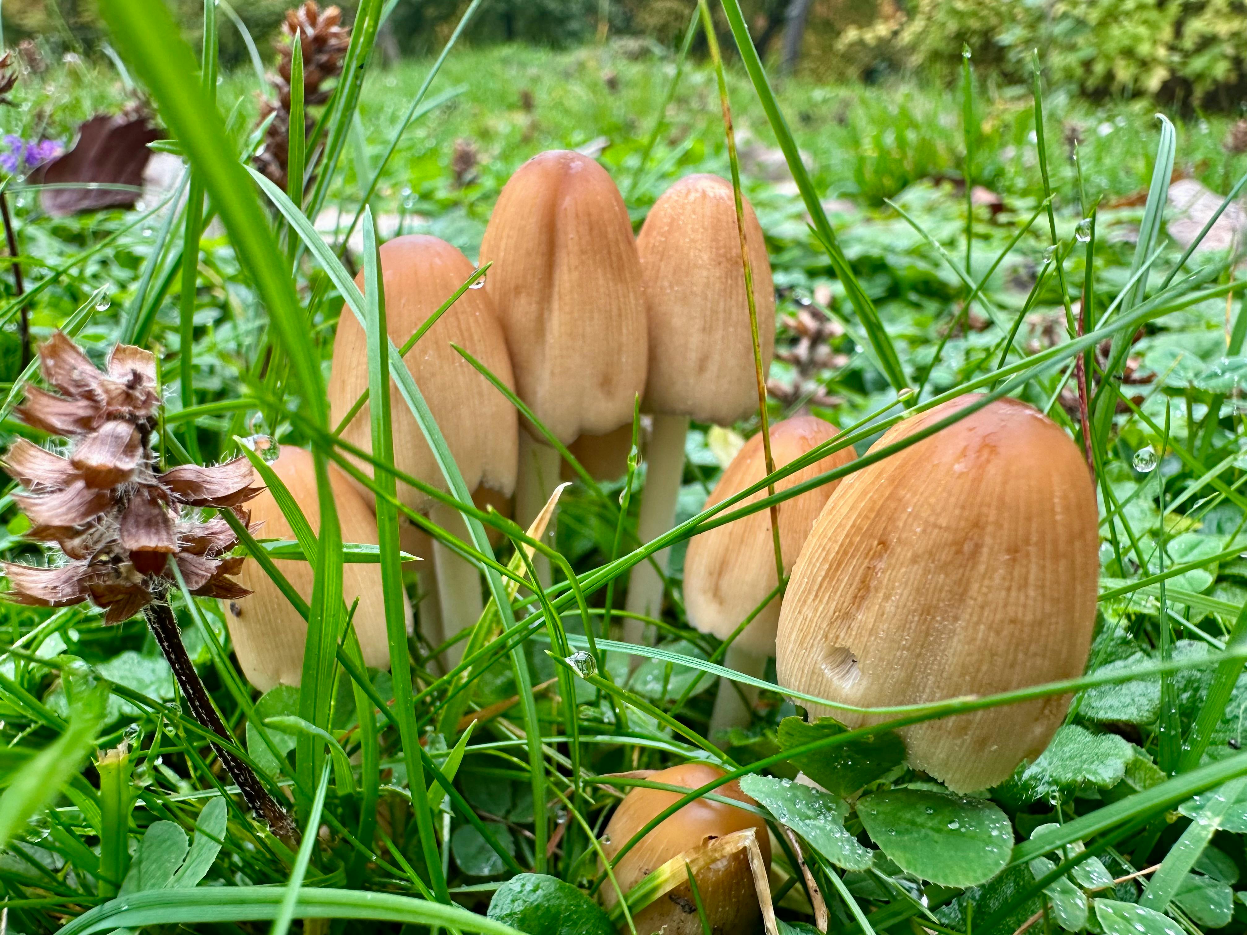 Kleine Pilzgruppe im Gras, möglicherweise Glimmertintlinge. Sie haben ovale Köpfe und eine hellbraune Farbe.