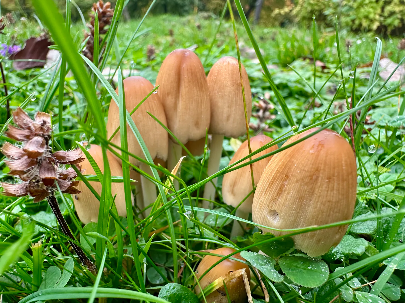 Kleine Pilzgruppe im Gras, möglicherweise Glimmertintlinge. Sie haben ovale Köpfe und eine hellbraune Farbe.