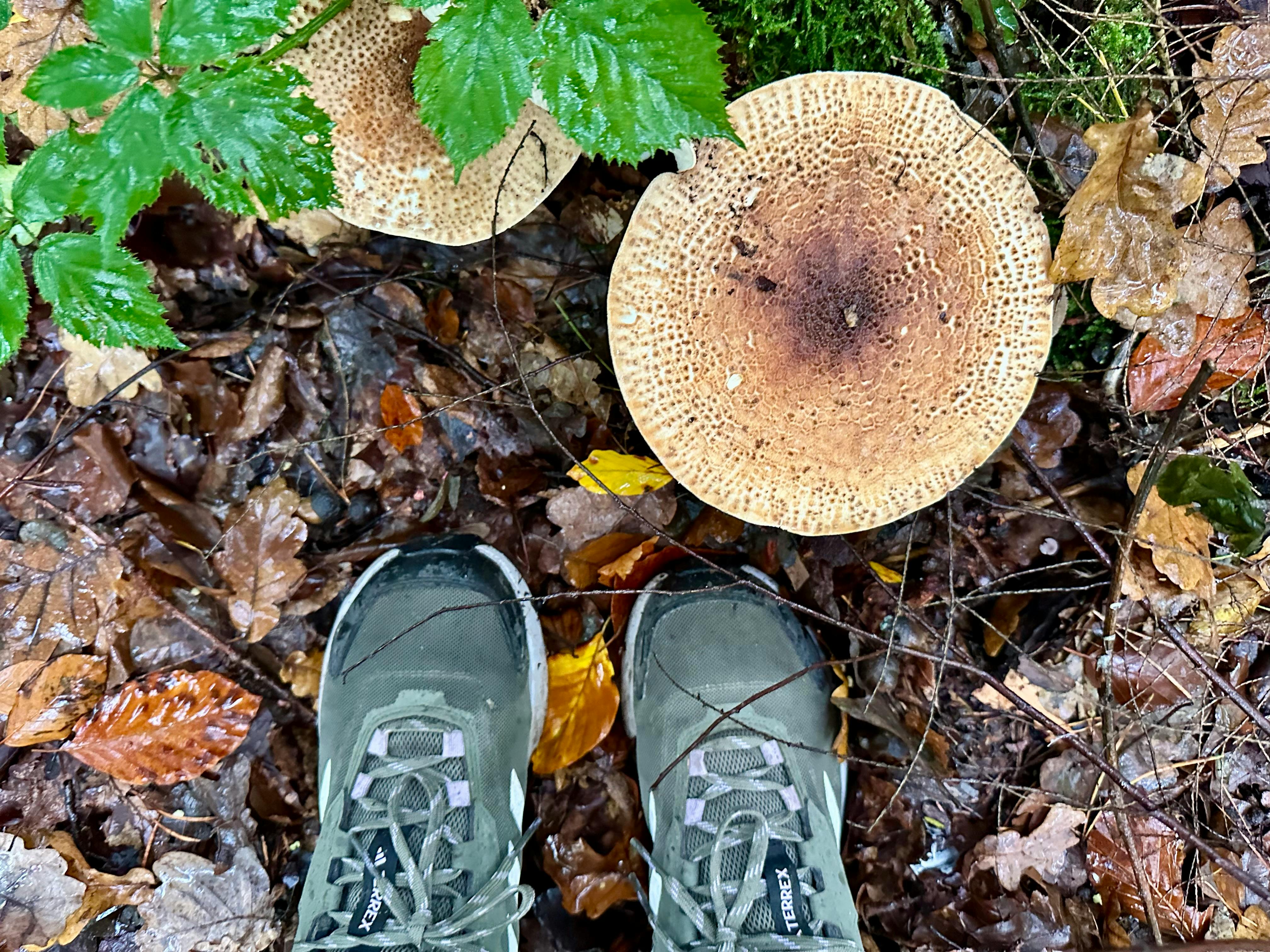 Herbstlicher Waldboden, darauf von oben zu sehen zwei Schuhe und ein sehr großer bräunlicher Pilz.