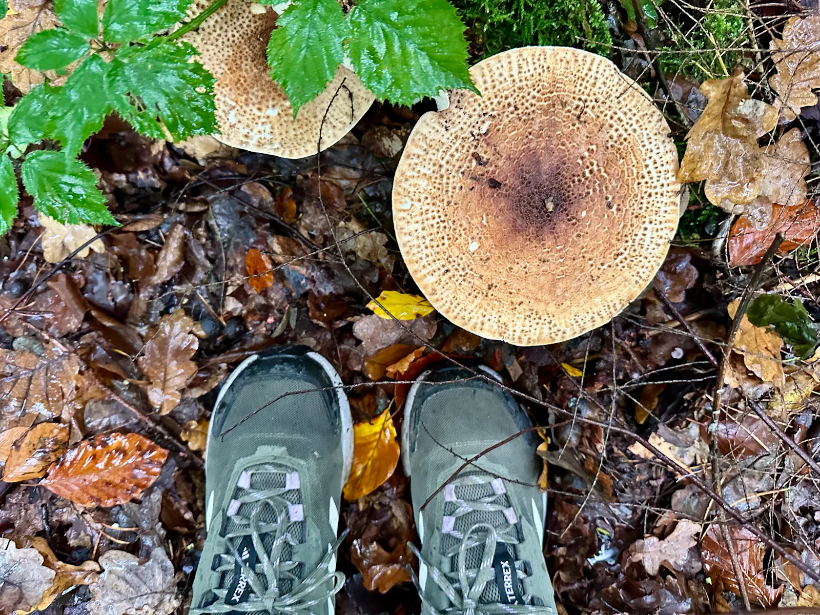 Herbstlicher Waldboden, darauf von oben zu sehen zwei Schuhe und ein sehr großer bräunlicher Pilz.