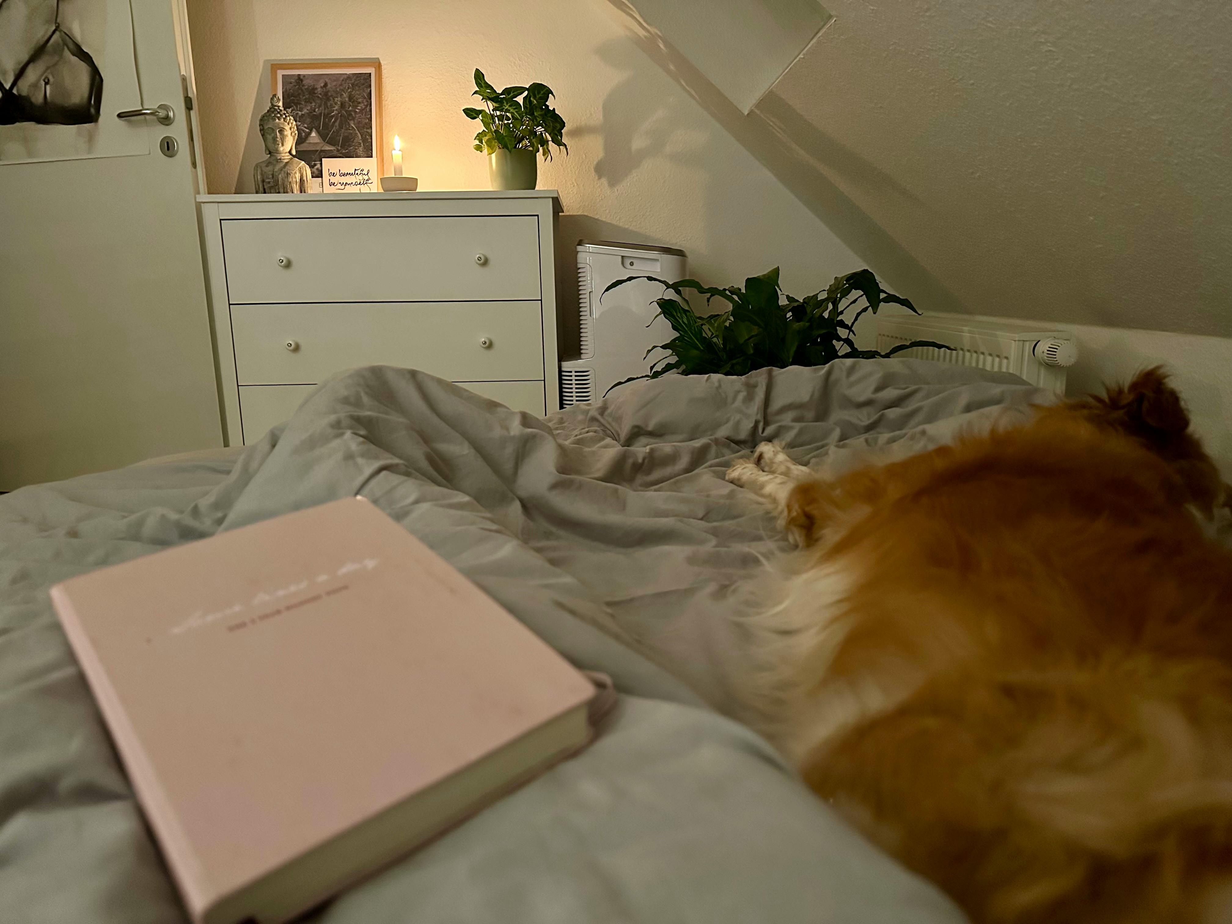 Notizbuch "Some lines a day" in zartrosa auf einer Bettdecke, daneben ein schlafender Hund. Im Hintergrund eine Kommode mit einer Pflanze, einer brennenden Kerze und einem Budddhakopf.