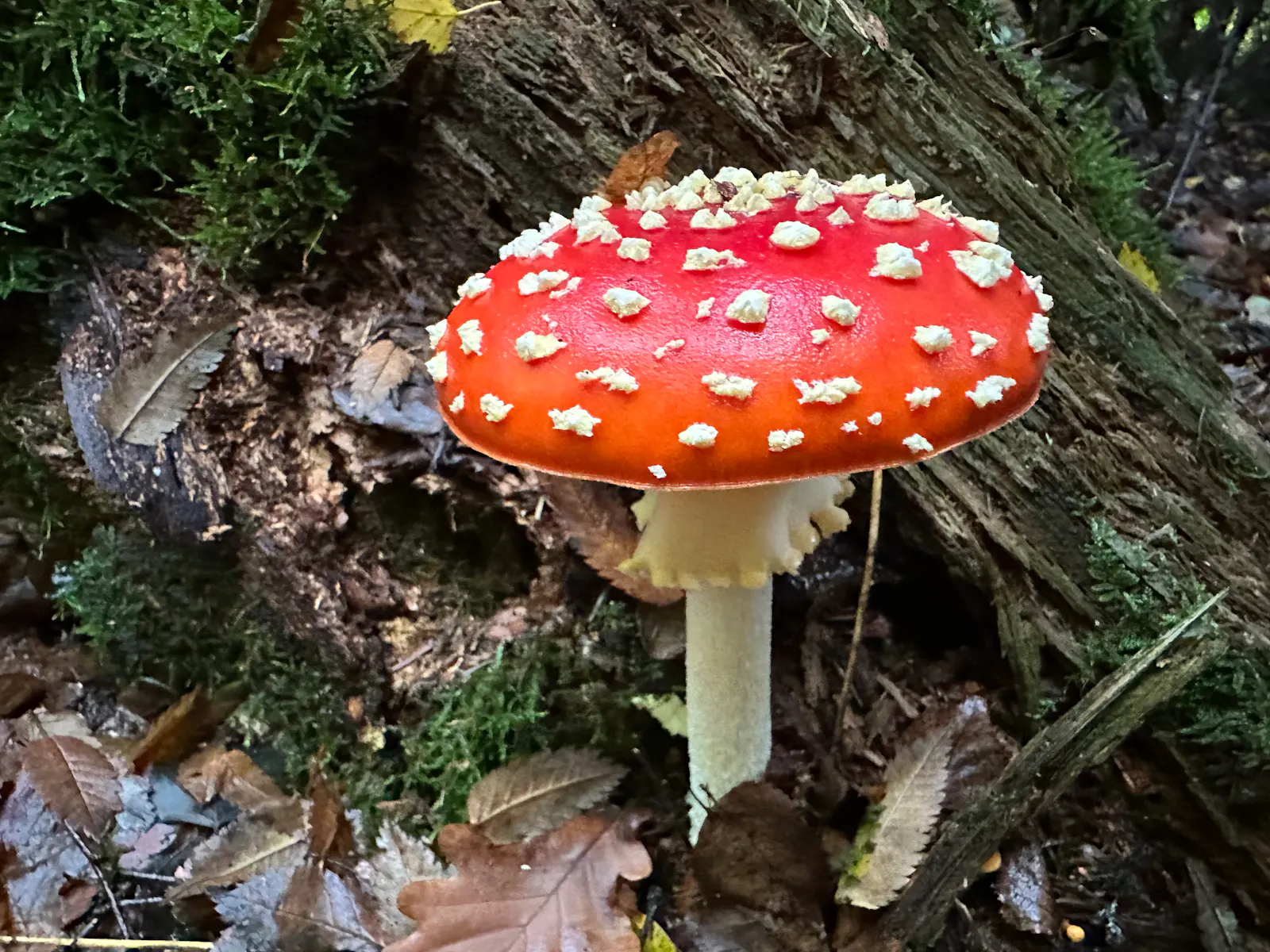 Fliegenpilz vor morschem Baumstumpf