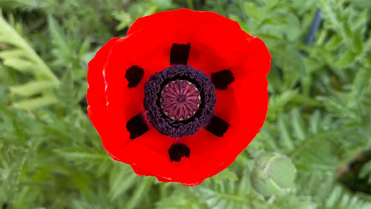 Der Mohn ist aufgegangen.