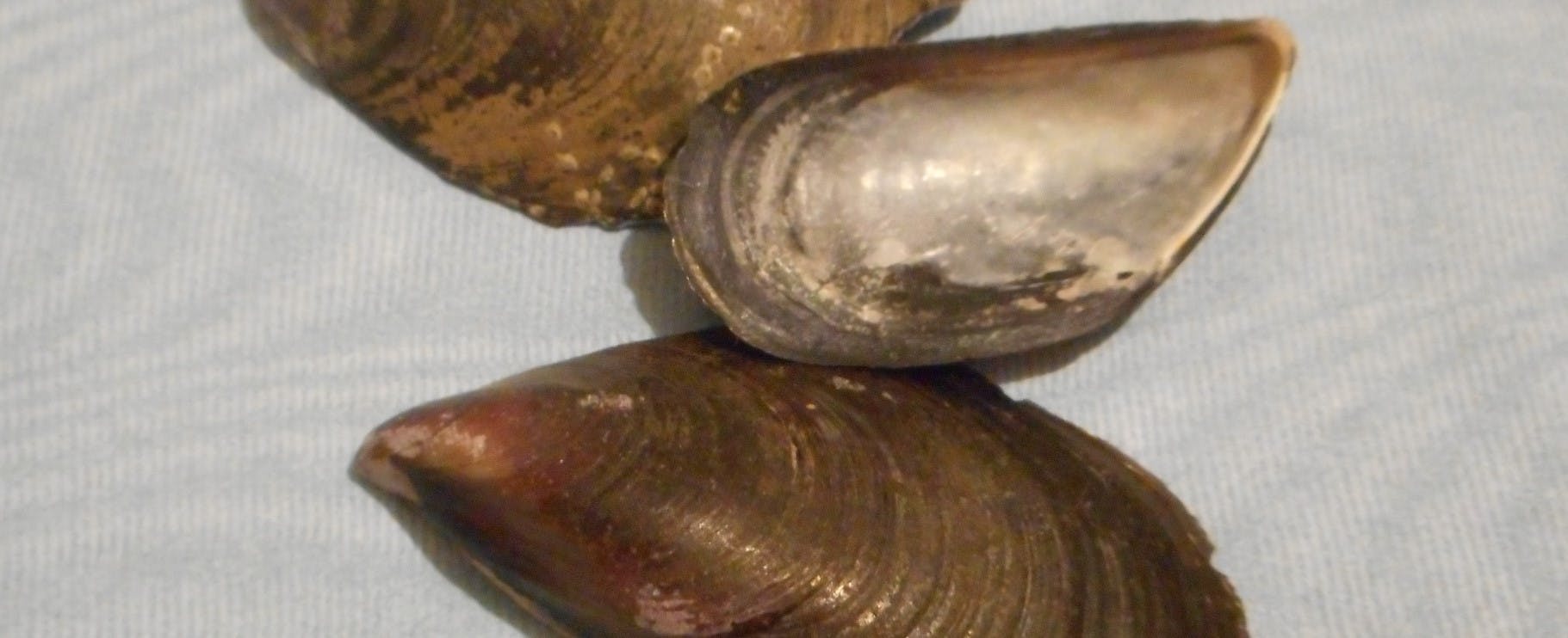 Drei braunschwarze Schalen von Miesmuscheln, ohne Fleisch, schon vor Jahrzehnten an der See gesammelt. In einer Schale sieht man die Perlmutt-Innenseite.