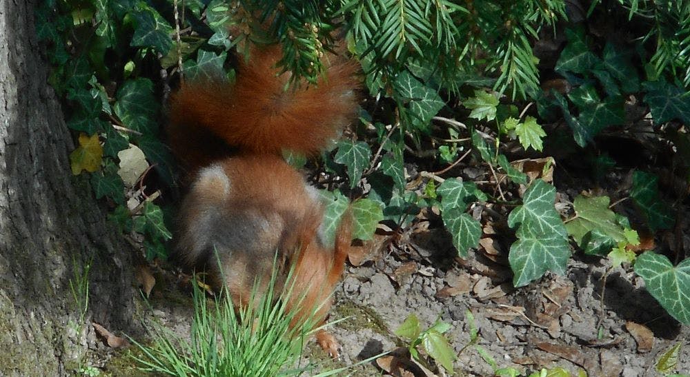 Ein rotbraunes Eichhörnchen gräbt mit der Nase im Boden vor einem Baumstamm. Man sieht seinen Puschelschwanz und im Hintergrund Blätter.