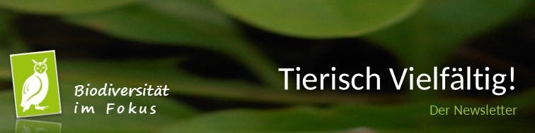 Bannerbild mit dunkelgrünem Hintergrund. Links eine hellgrüne Eulen-Grafik mit dem Text: Biodiversität im Fokus. Rechts steht in Weiß: Tierisch Vielfältig! Der Newsletter.