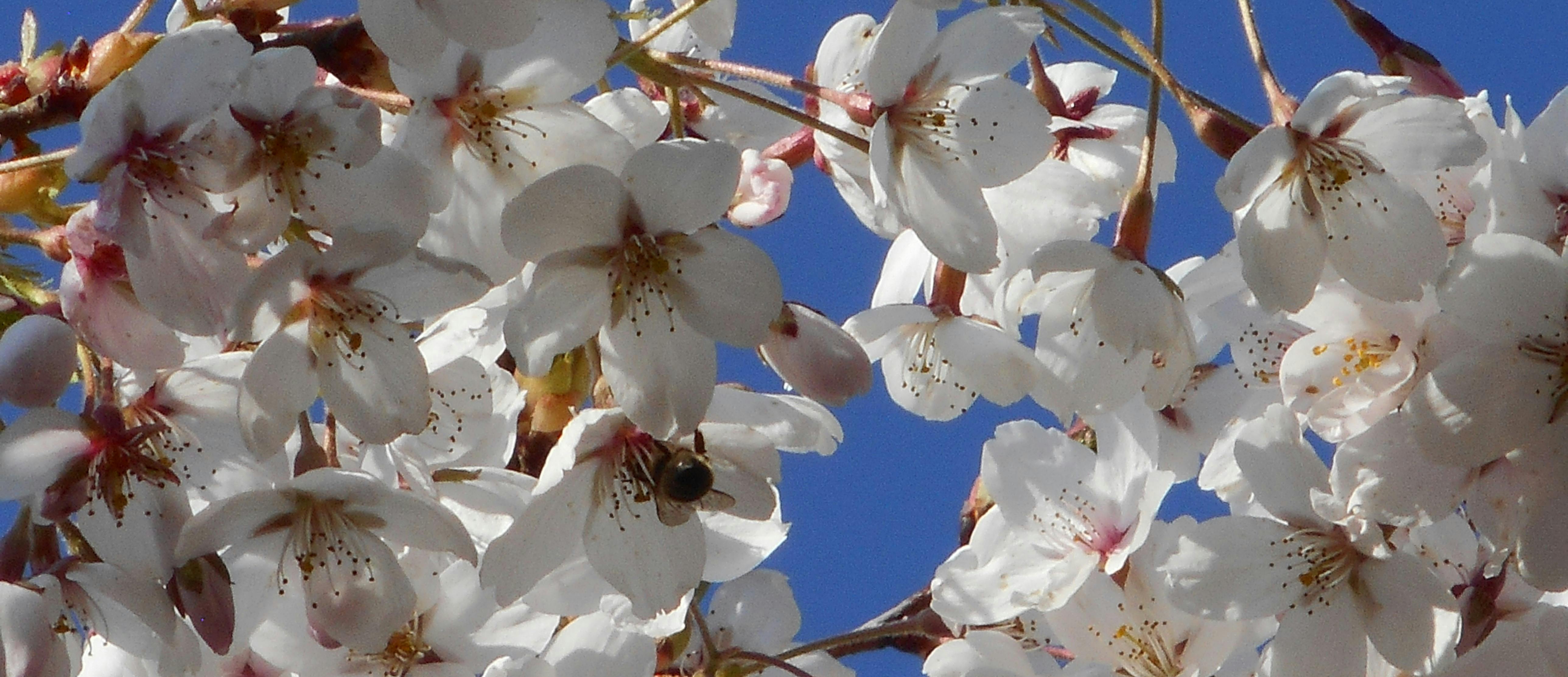 Ein Meer aus weißen Obstblüten vor blauem Himmel. Die Blütten haben fünf Blütenblätter und einen langen Stiel. An einer nascht eine Biene, von der man nur das Hinterteil sieht.
